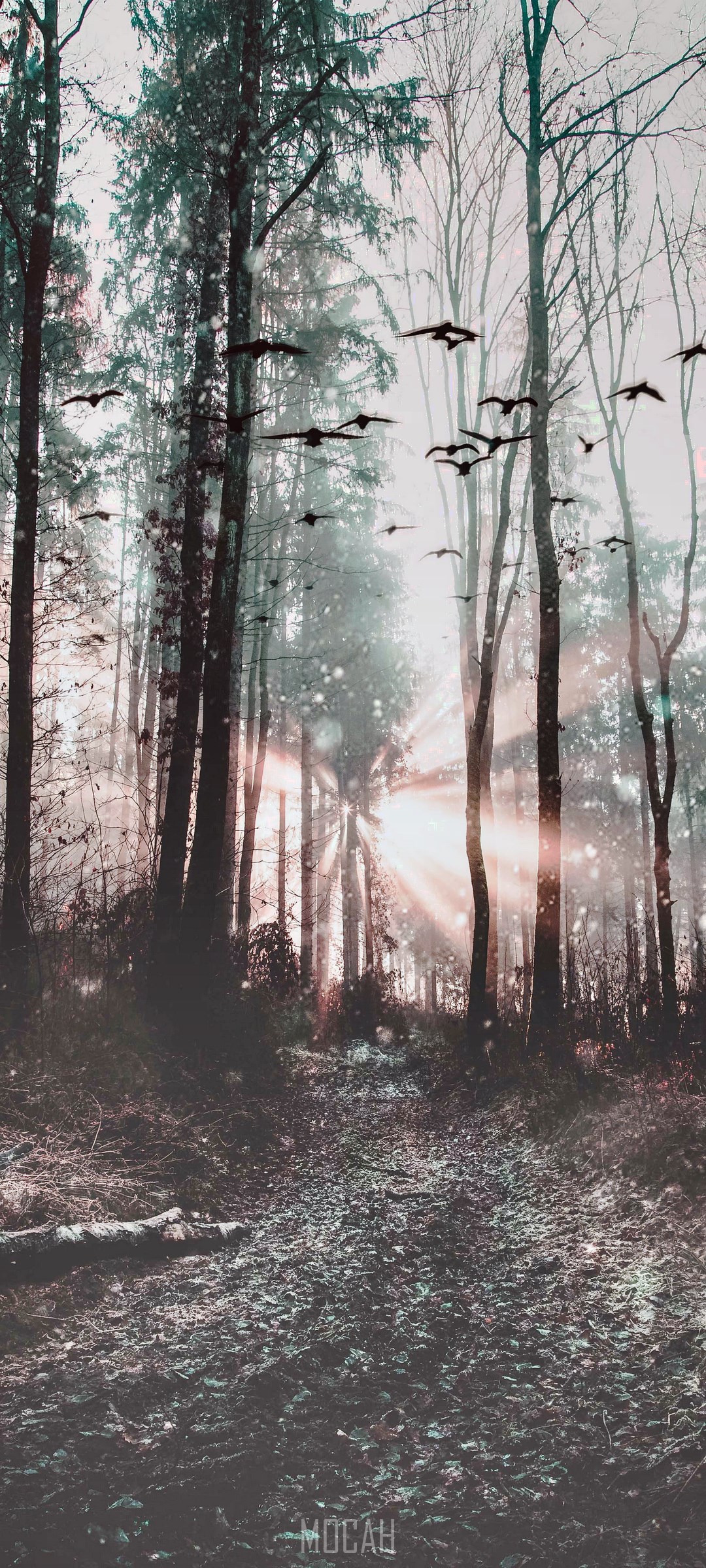 Birds flying through a sunlit forest path HD Phone Wallpaper