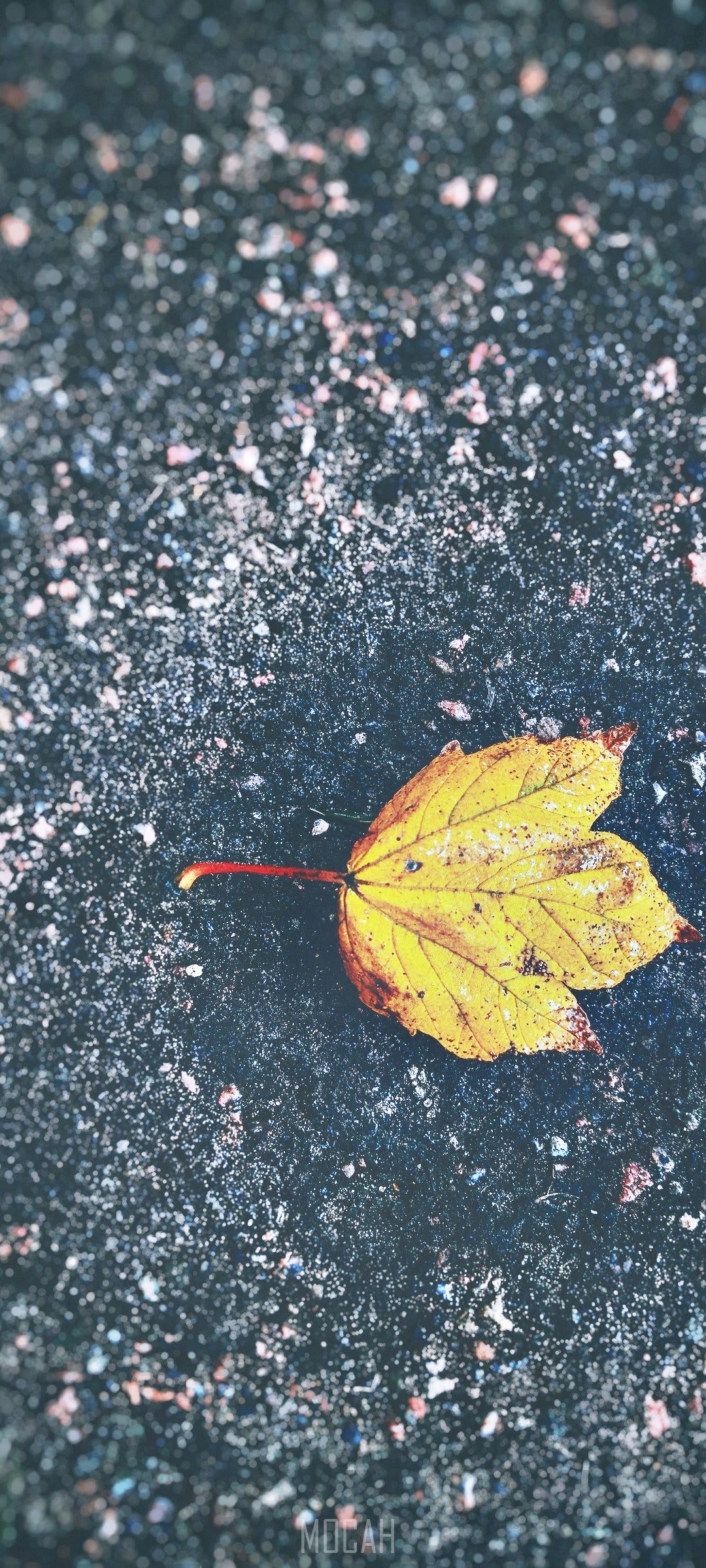 Yellow leaf on dark ground HD Phone Wallpaper