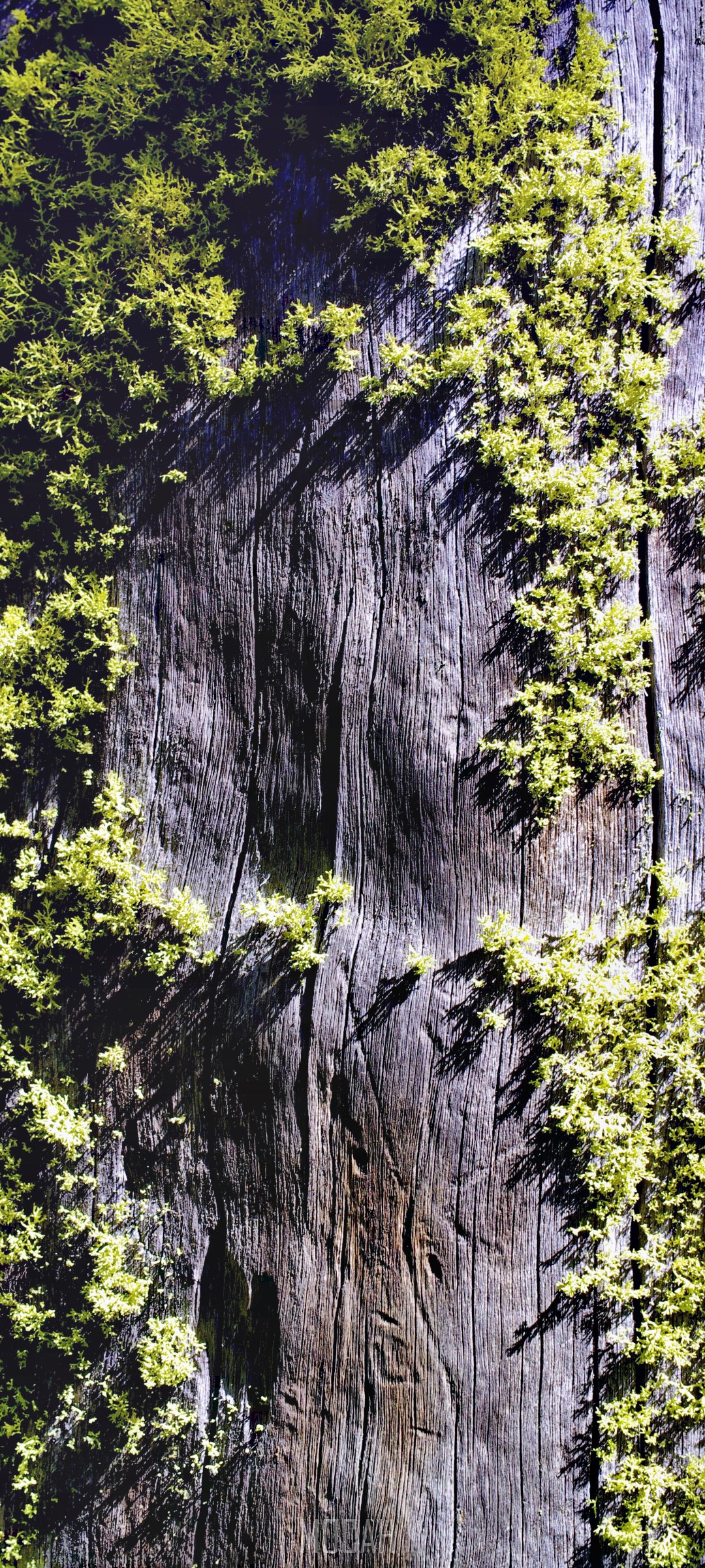 Moss growing on weathered wood HD Phone Wallpaper