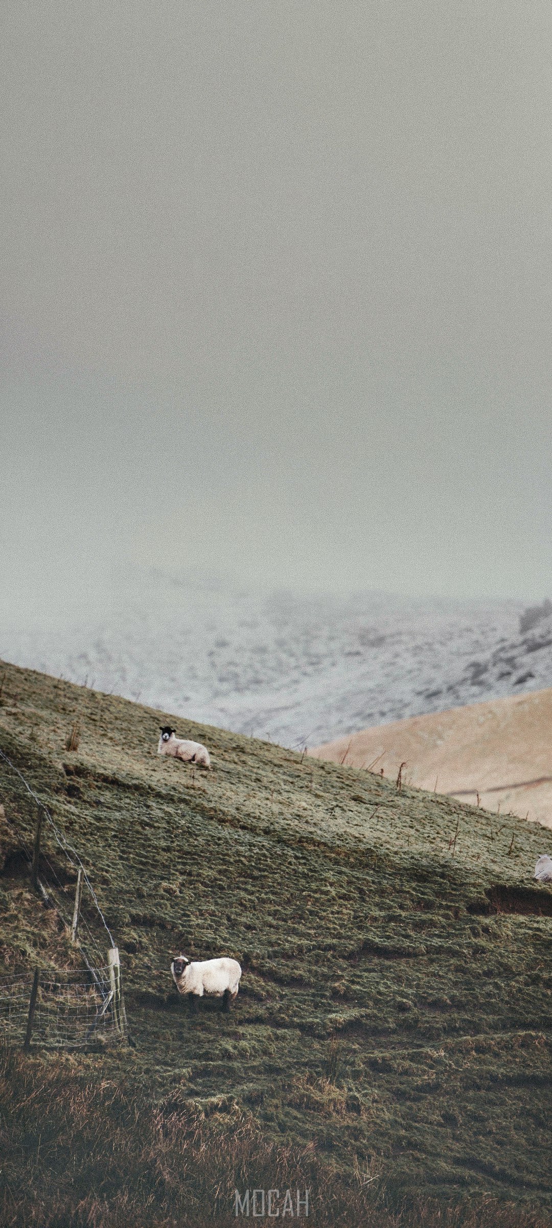Sheep on a grassy hillside in winter HD Phone Wallpaper