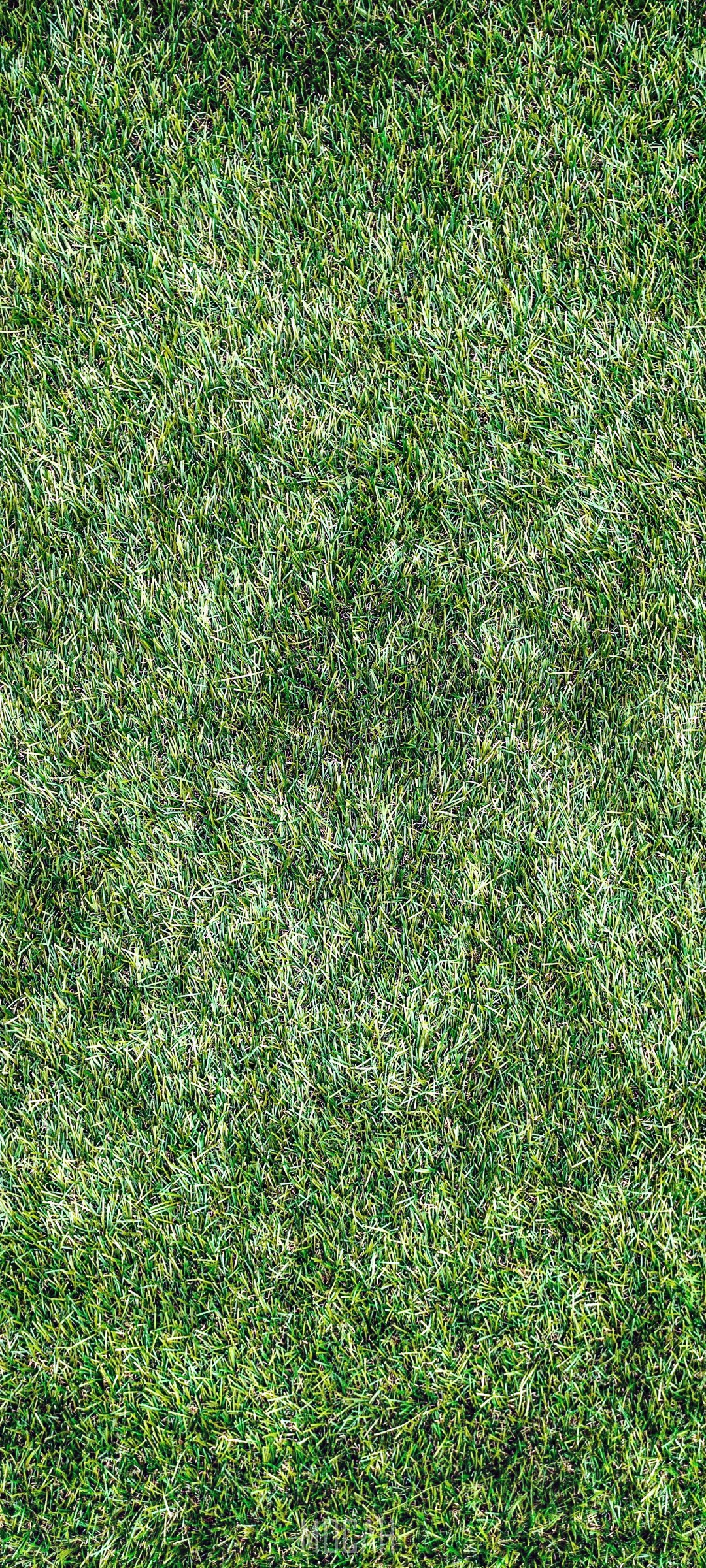 Green grass texture HD Phone Wallpaper