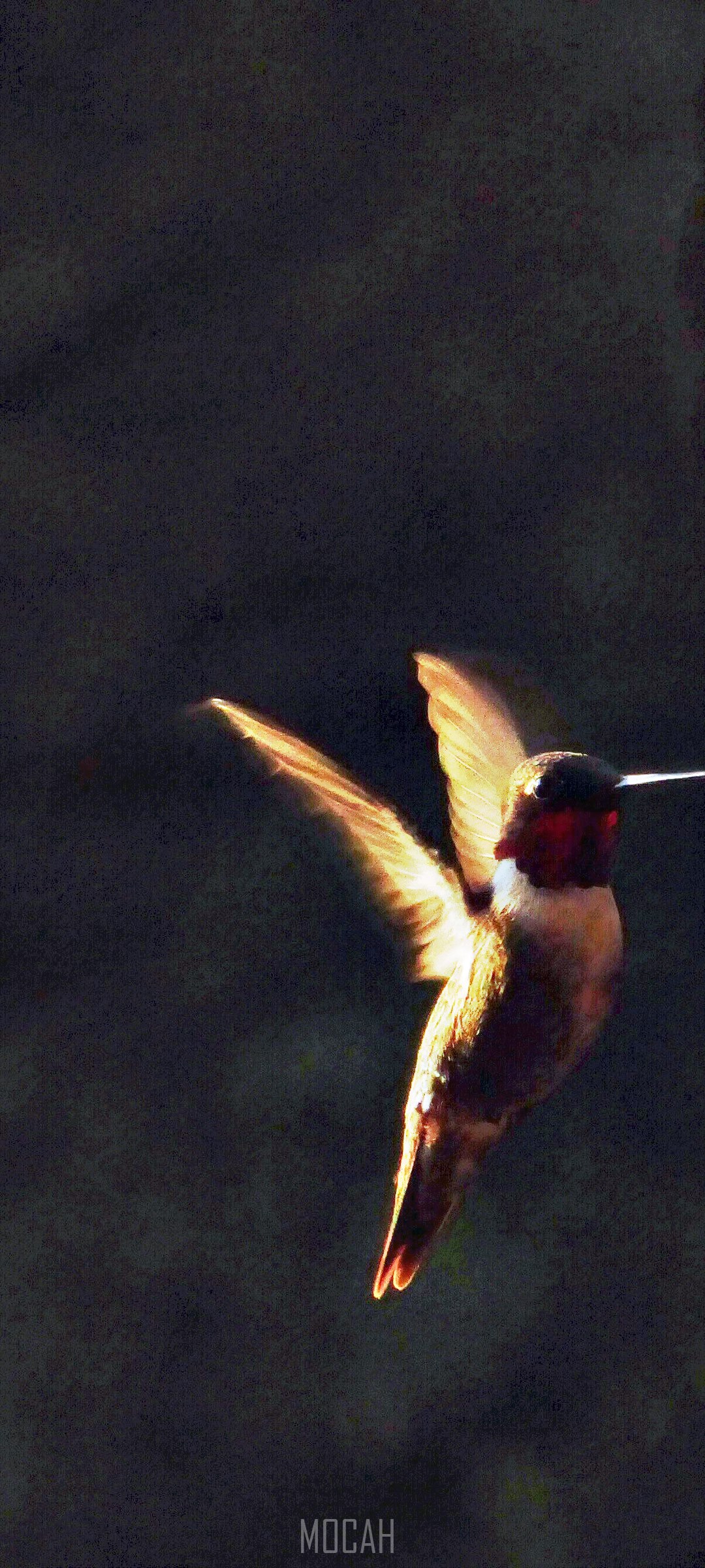 Hummingbird in flight against a dark background HD Phone Wallpaper