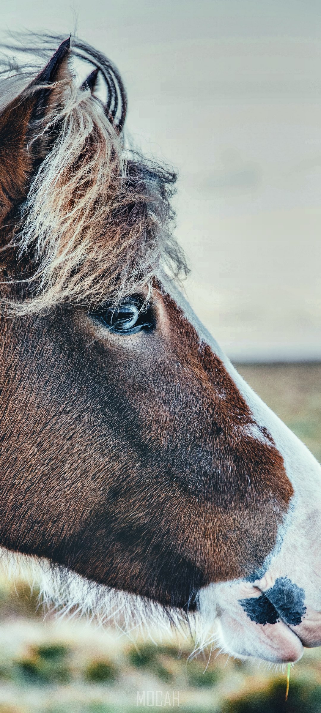 Close up of a brown horse's head HD Phone Wallpaper