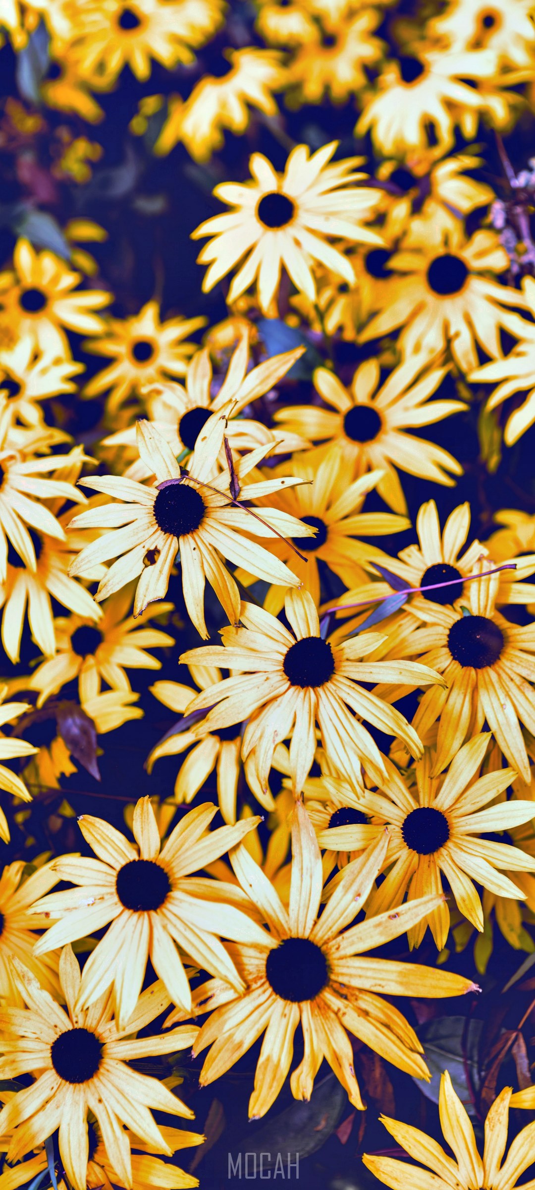 Yellow flowers in Leamington Spa HD Phone Wallpaper
