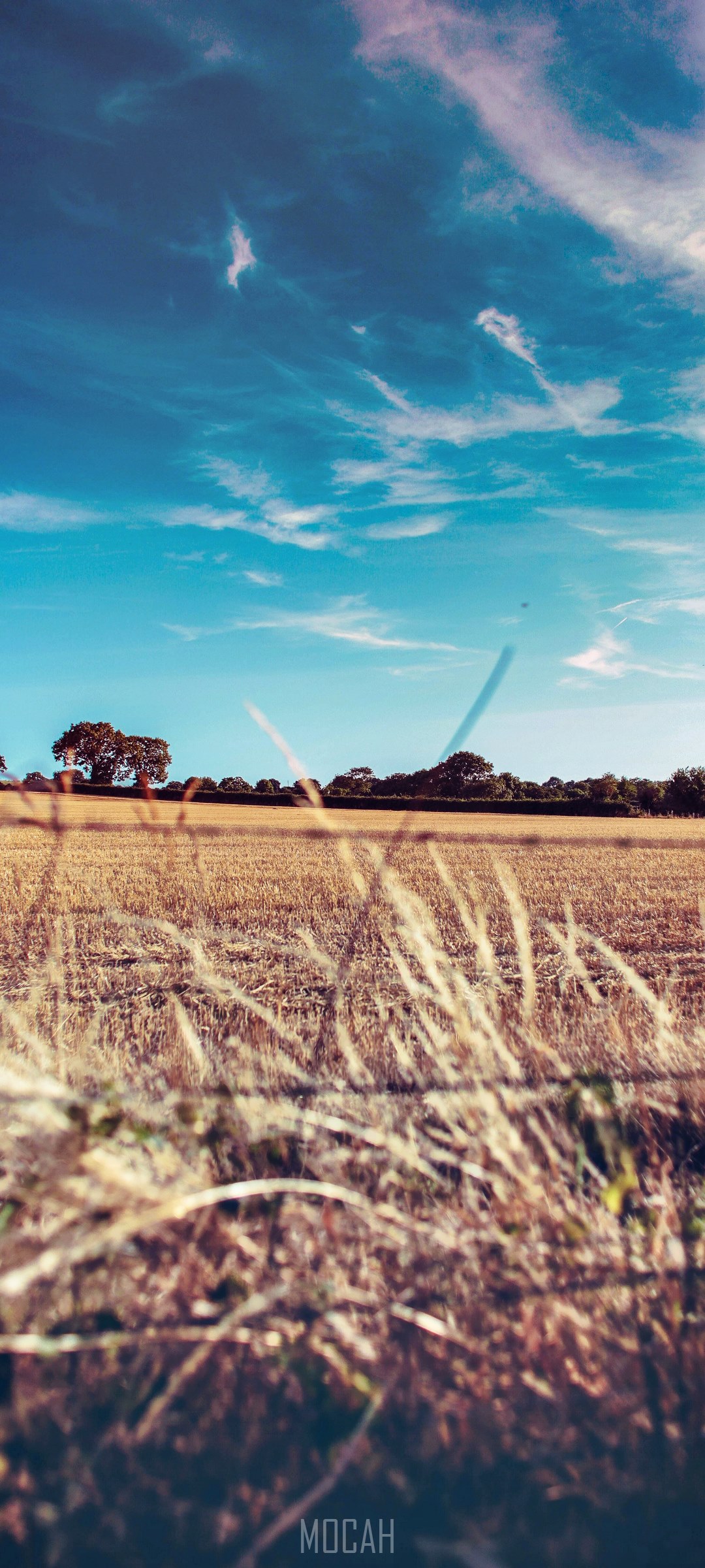 Golden field under a blue sky with clouds HD Phone Wallpaper