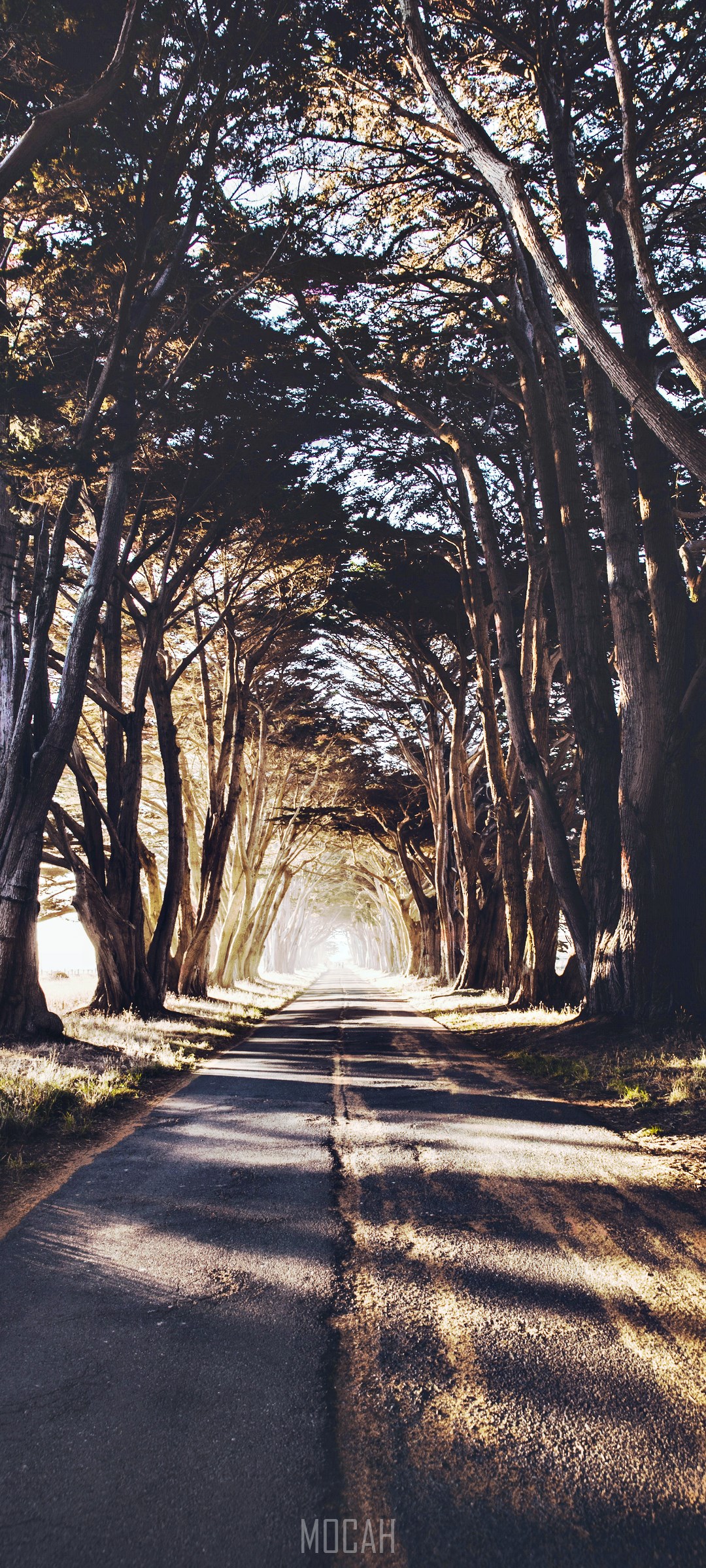 Road through a tunnel of trees with sunlight HD Phone Wallpaper