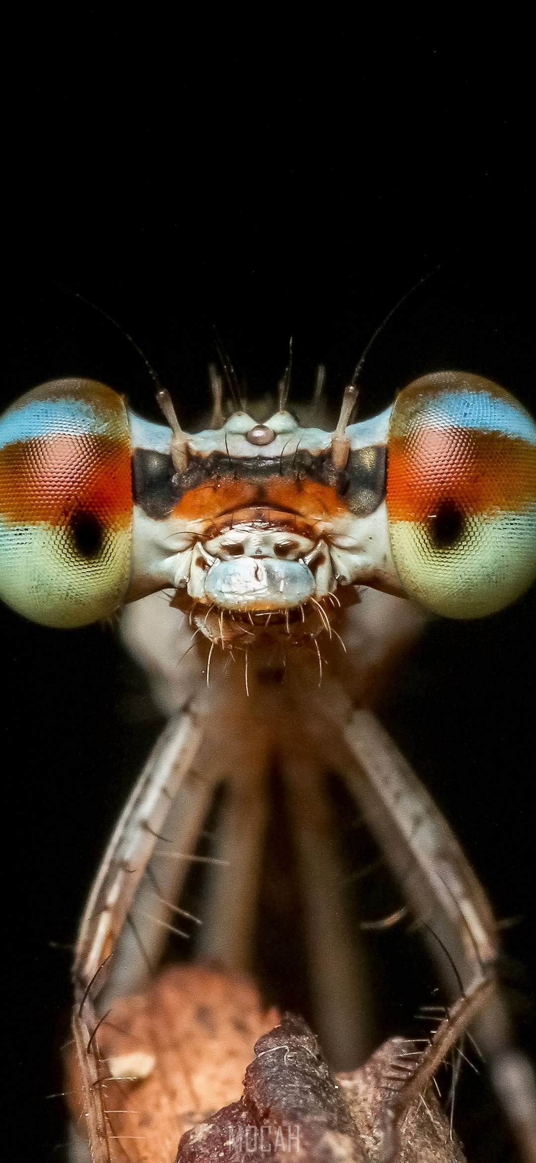 Phone Insect Wallpapers damselfly odonata insect macro nature wildlife, Huawei Honor Magic 2 ...