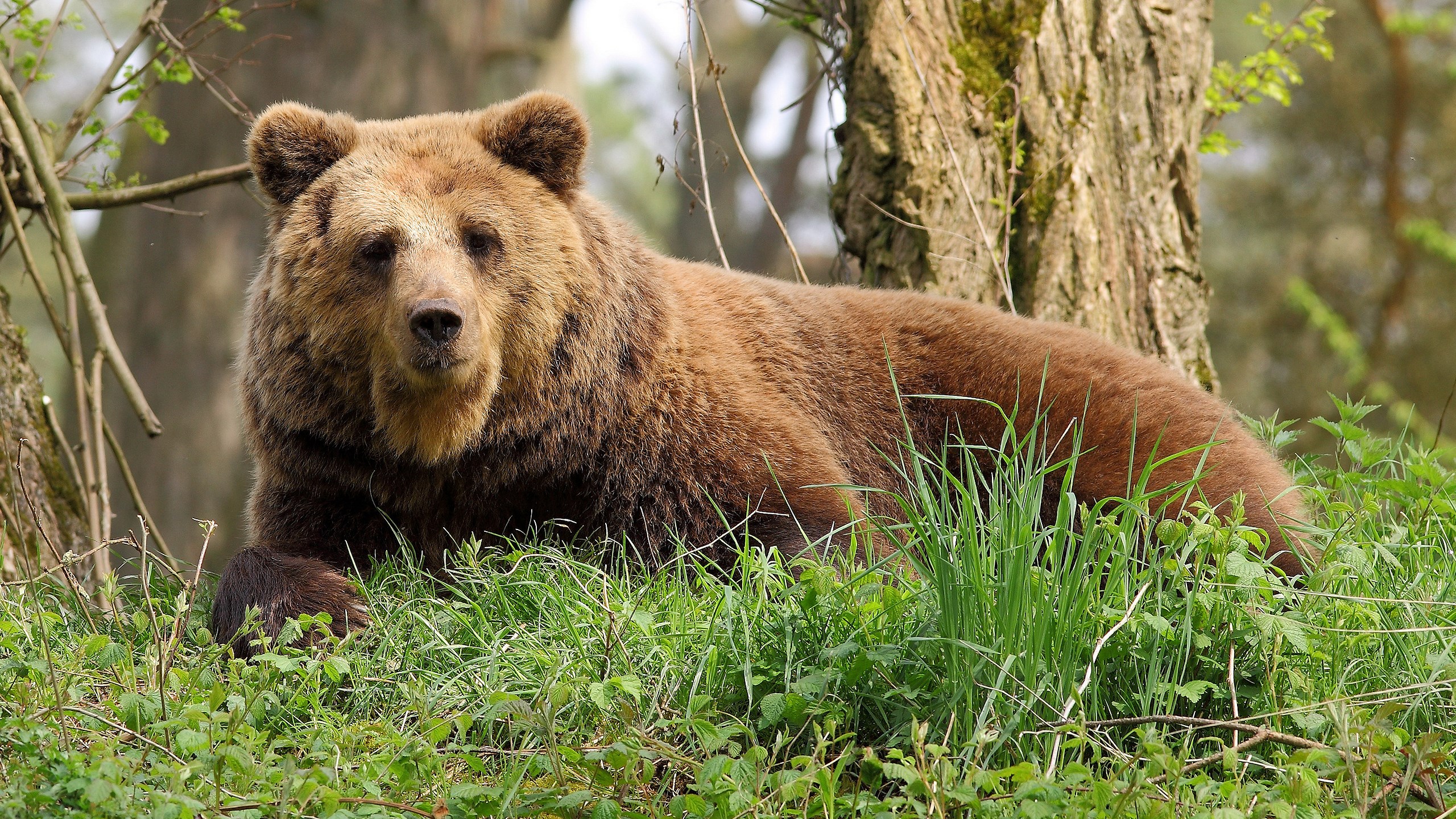 Brown bear lying in green grass near a tree HD Wallpaper