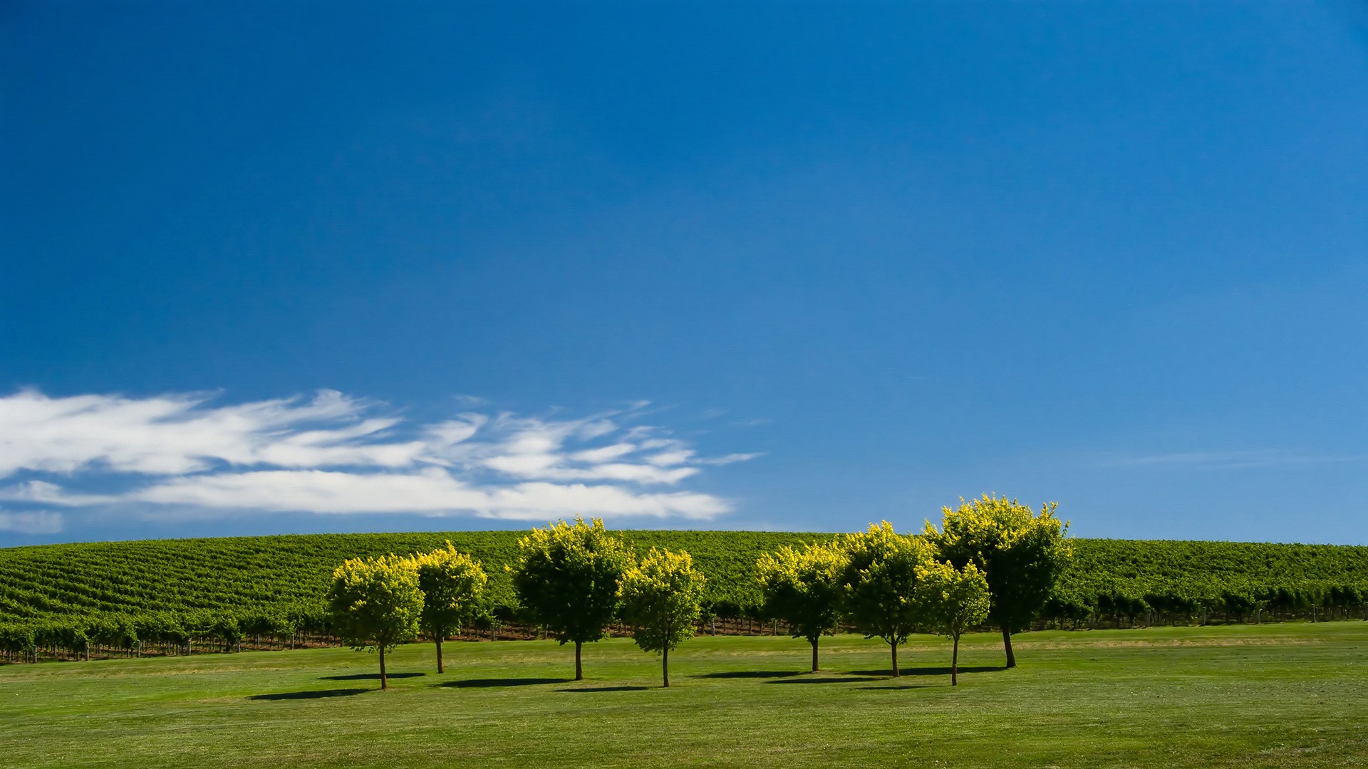 Vineyard on a hill under a blue sky with trees HD Wallpaper