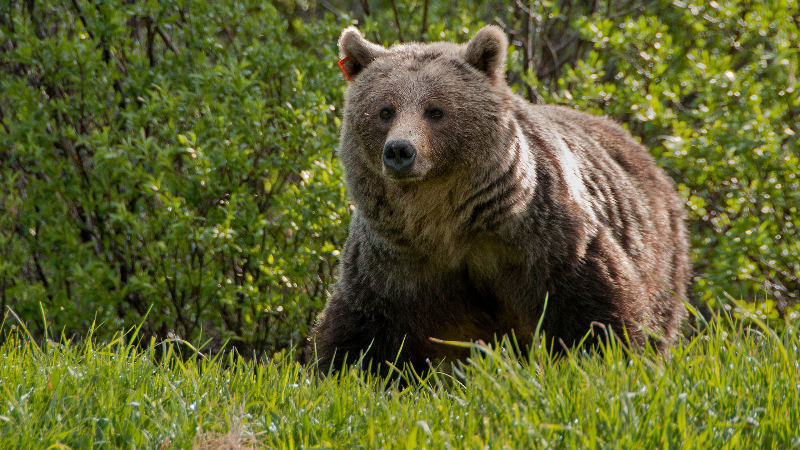 Grizzly bear in a grassy field with trees HD Wallpaper