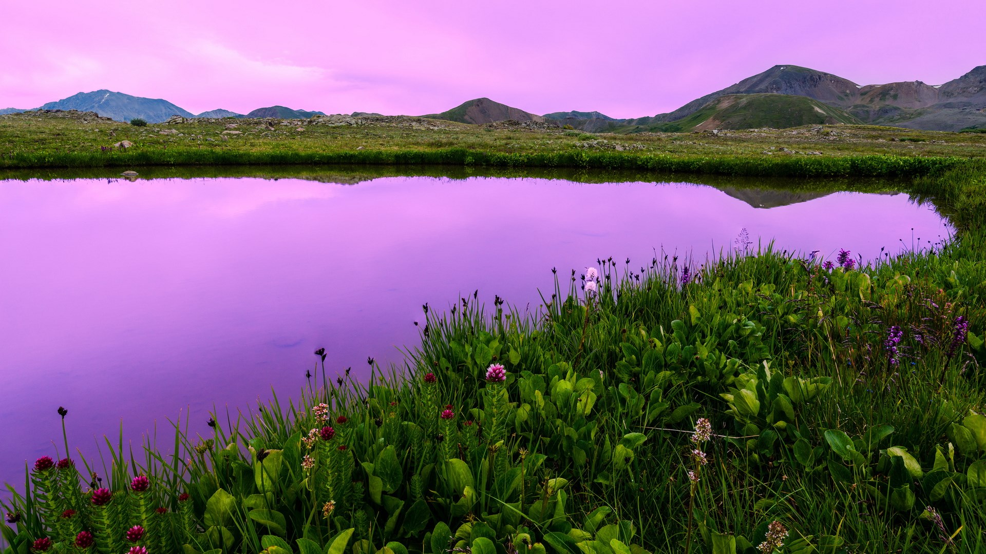 Purple lake and mountains with green grass and flowers HD Wallpaper