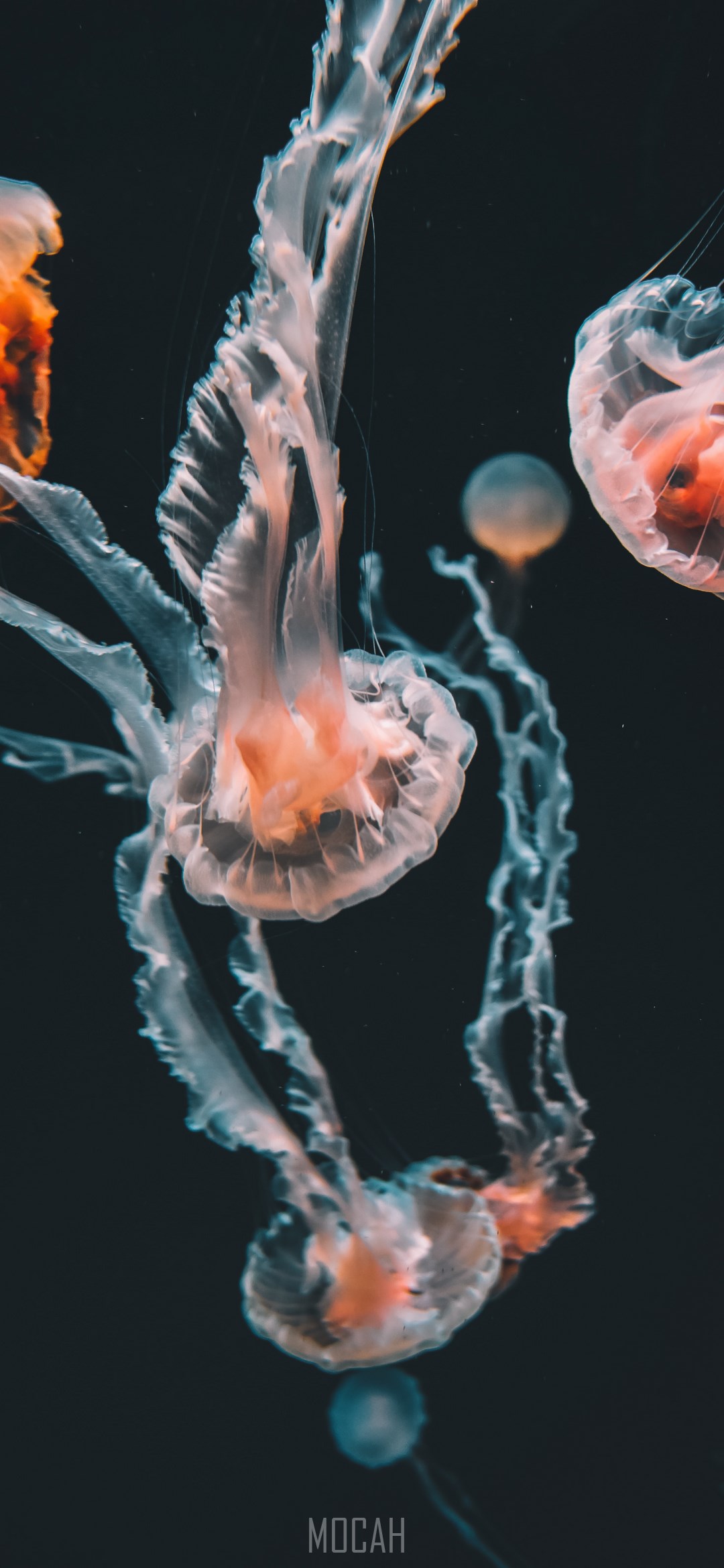 Marine Invertebrates, Color, Invertebrate, Jellyfish, Cnidaria, Huawei ...
