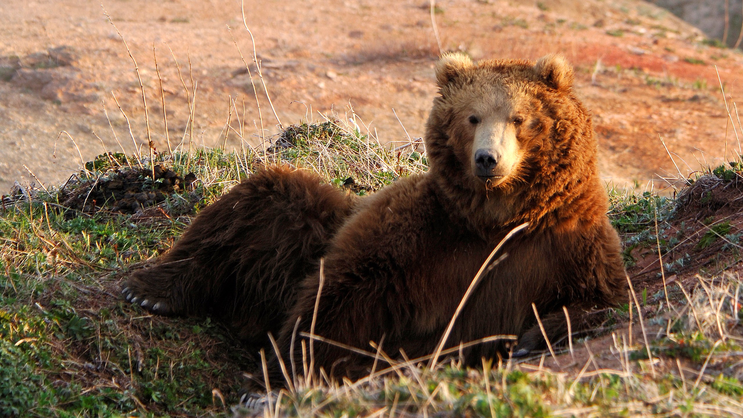 A brown bear rests on a grassy hill HD Wallpaper