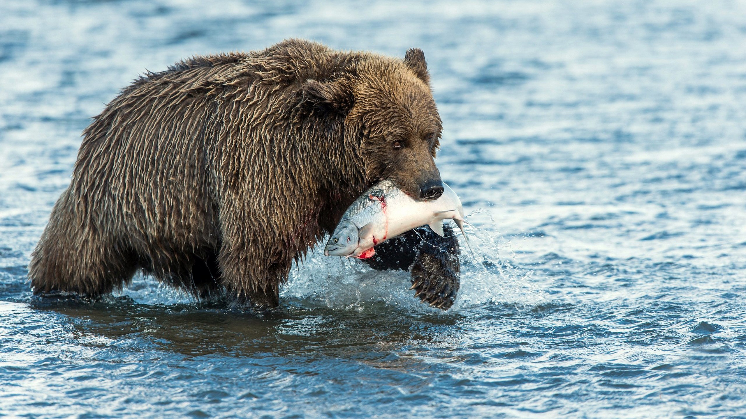 Brown bear catches a salmon in a river HD Wallpaper