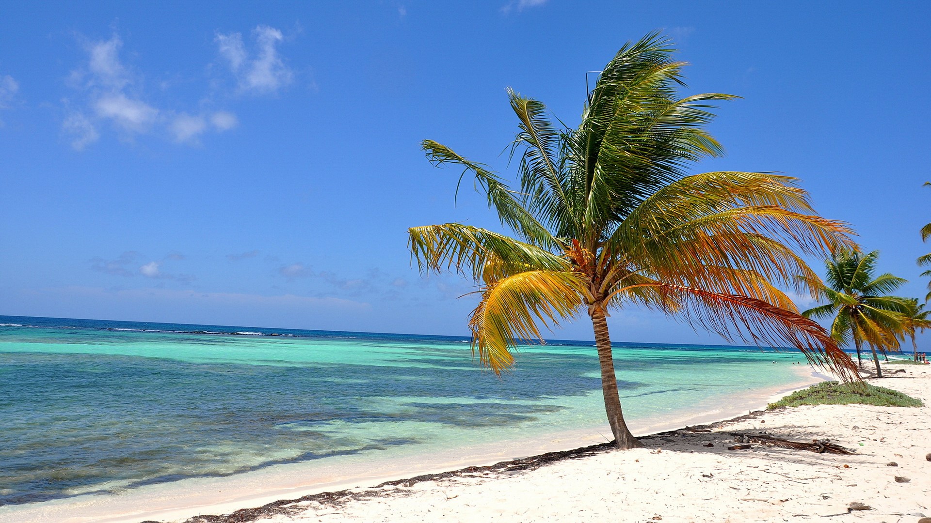 Palm trees on a tropical beach with turquoise water HD Wallpaper