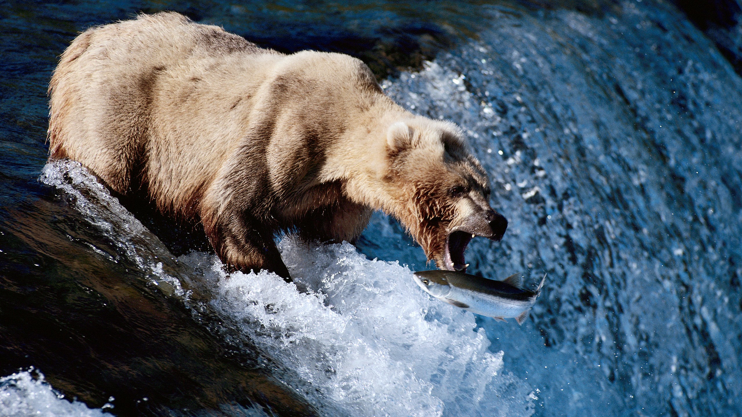 Brown bear catching a salmon in a waterfall HD Wallpaper