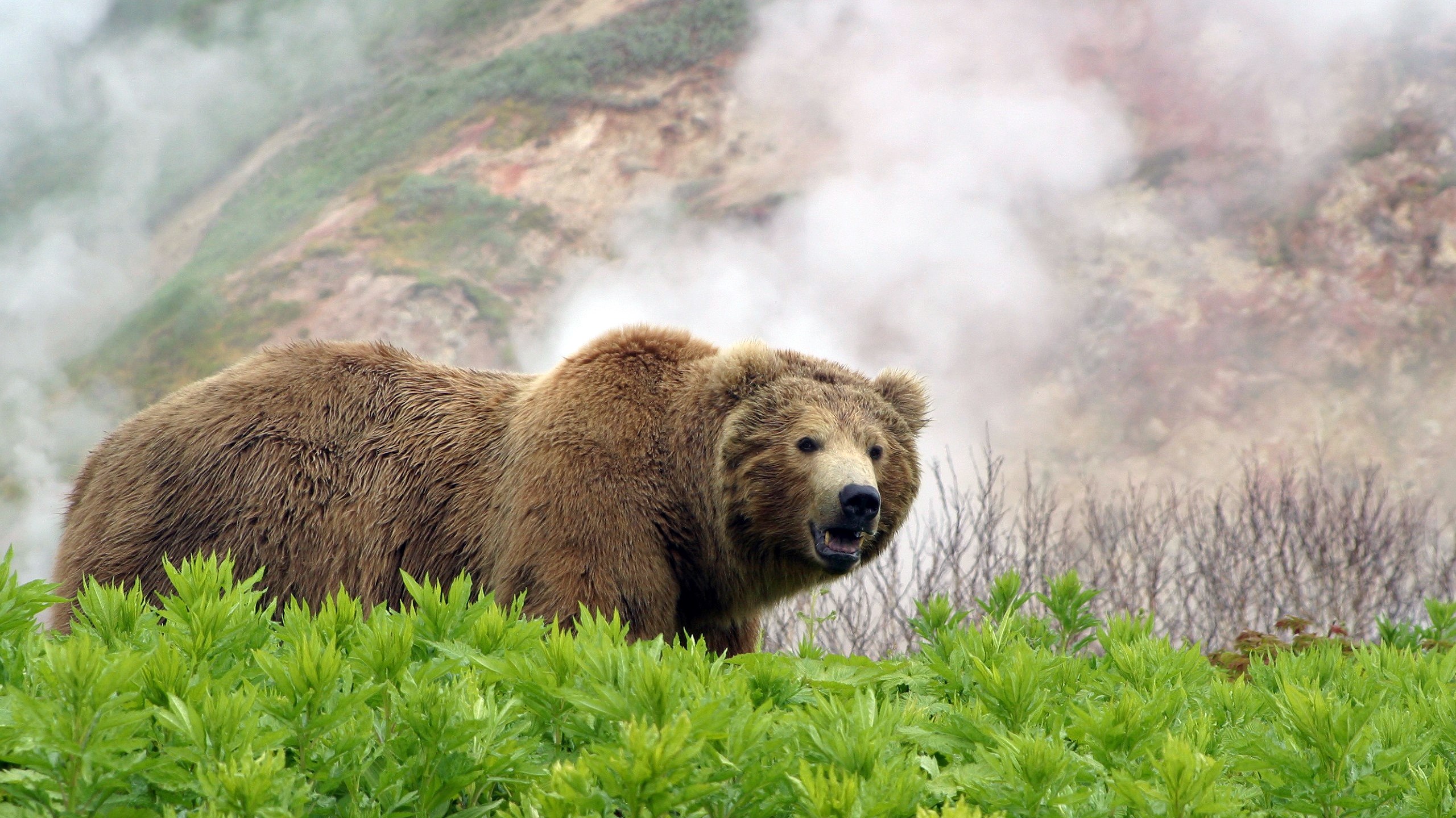 Brown bear in a geothermal area with steam HD Wallpaper