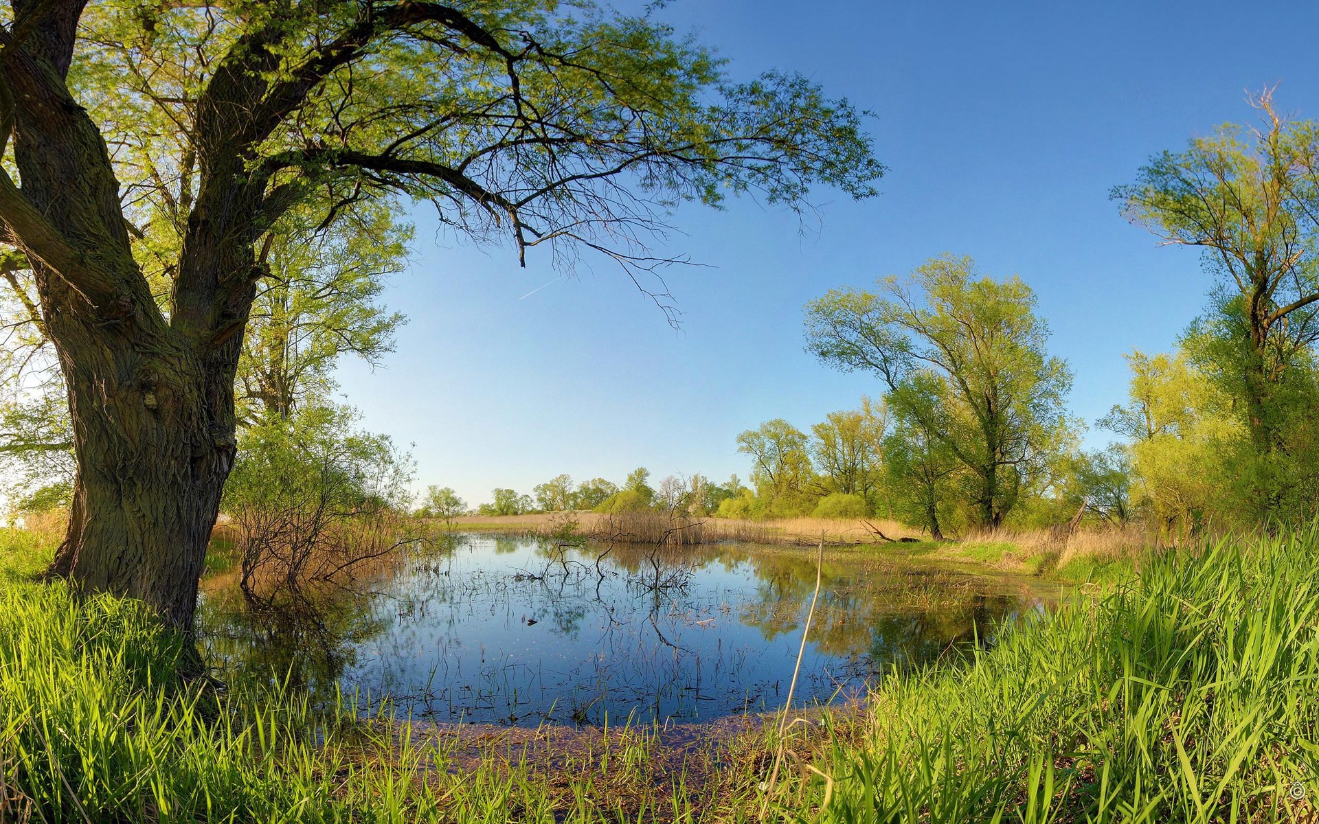 Pond surrounded by trees and grass under a clear blue sky HD Wallpaper