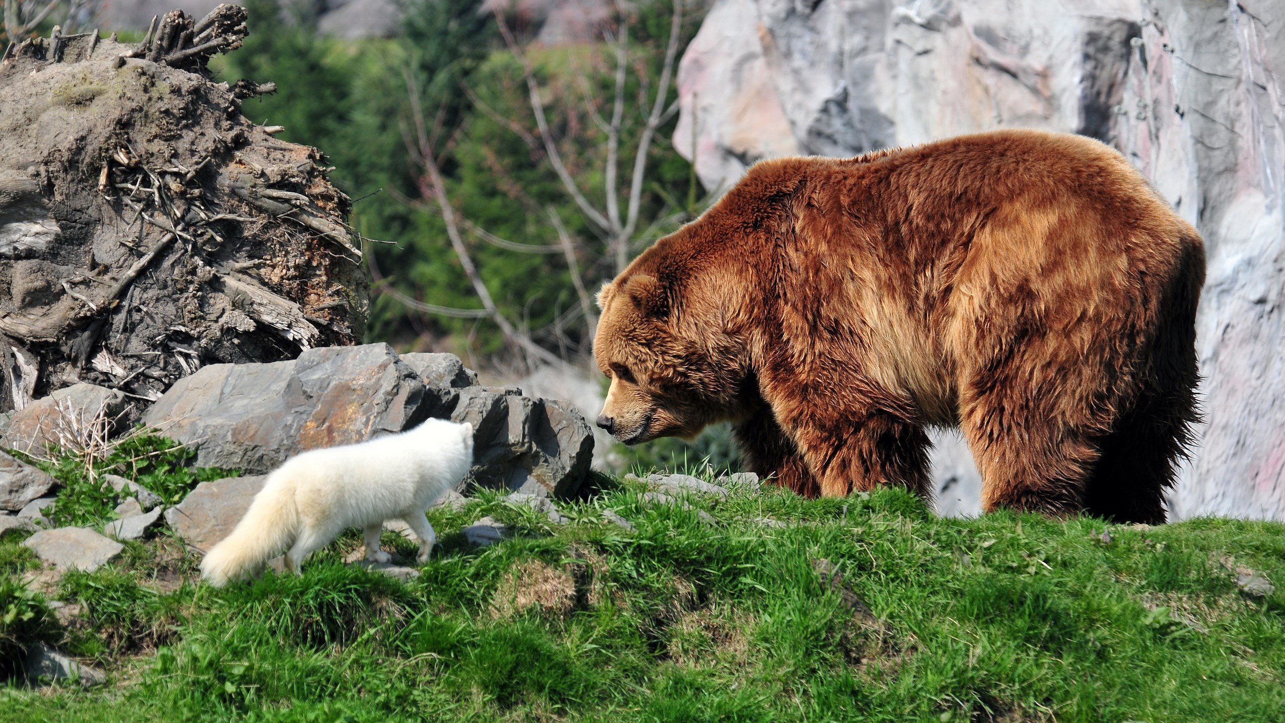 Brown bear and arctic fox on grassy hill HD Wallpaper