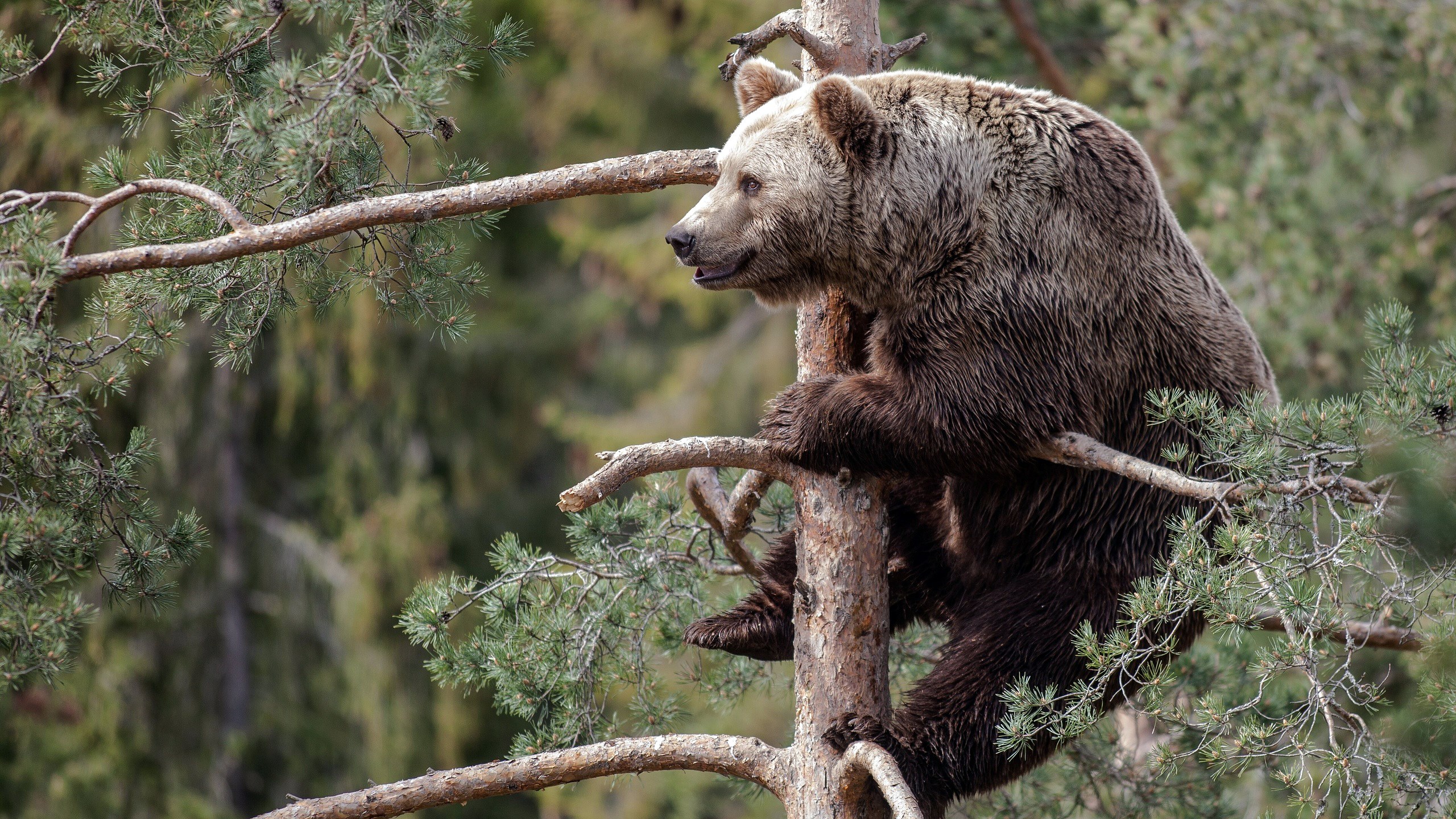 Brown bear climbing a pine tree HD Wallpaper
