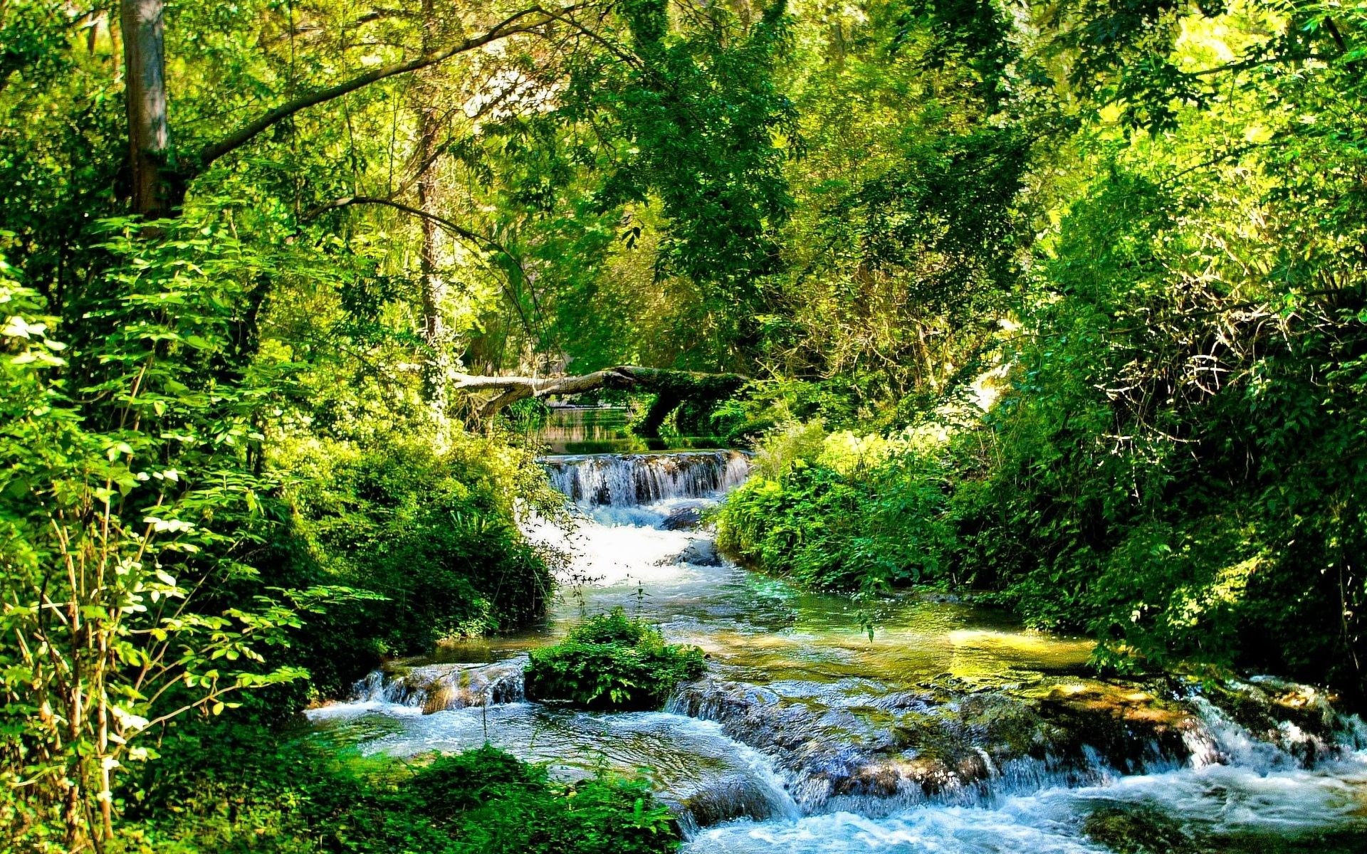 A forest stream with waterfalls and lush greenery HD Wallpaper