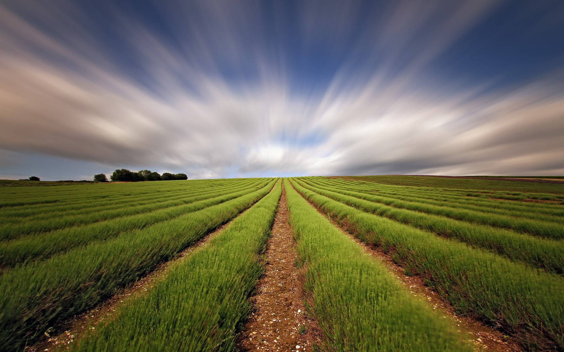 Rows of green plants in a field under a streaky sky HD Wallpaper