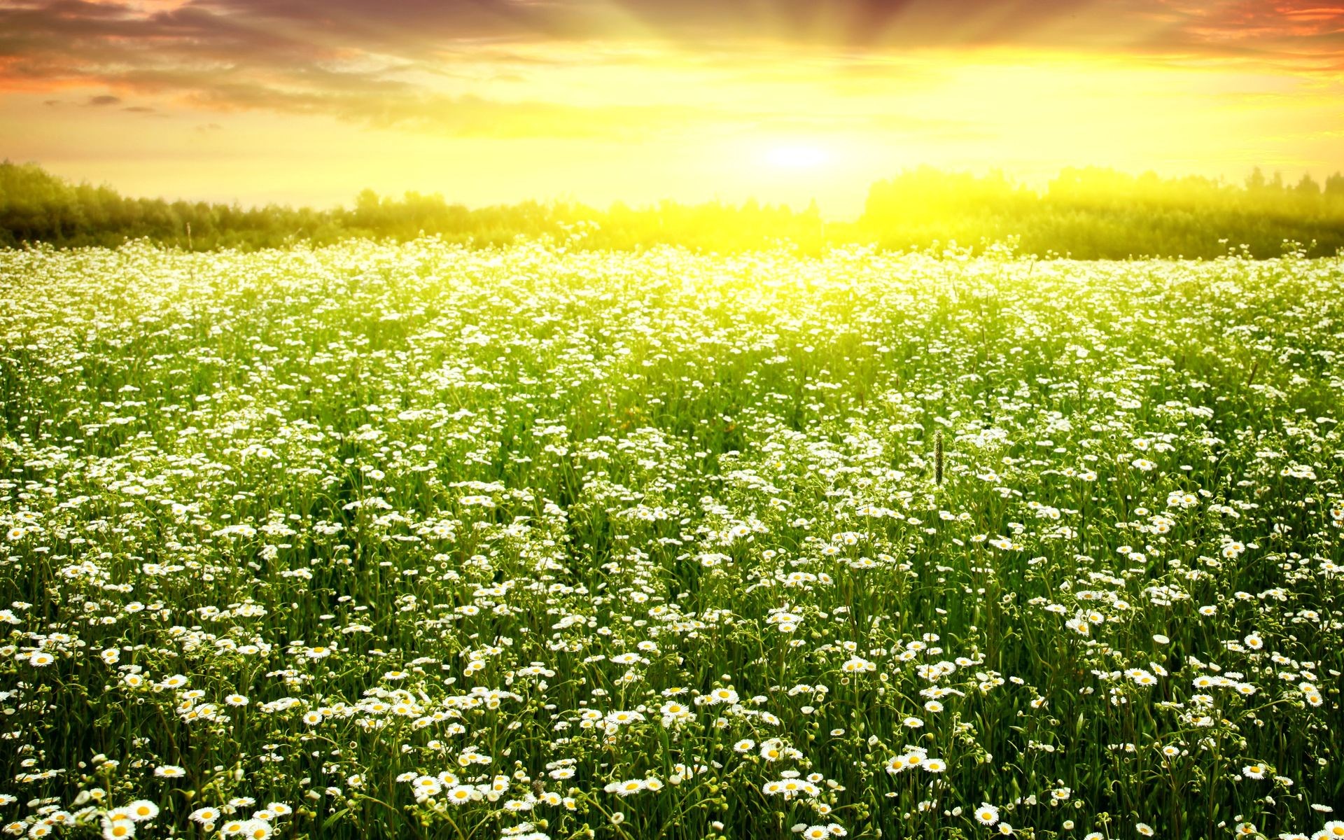 Field of white flowers at sunset HD Wallpaper