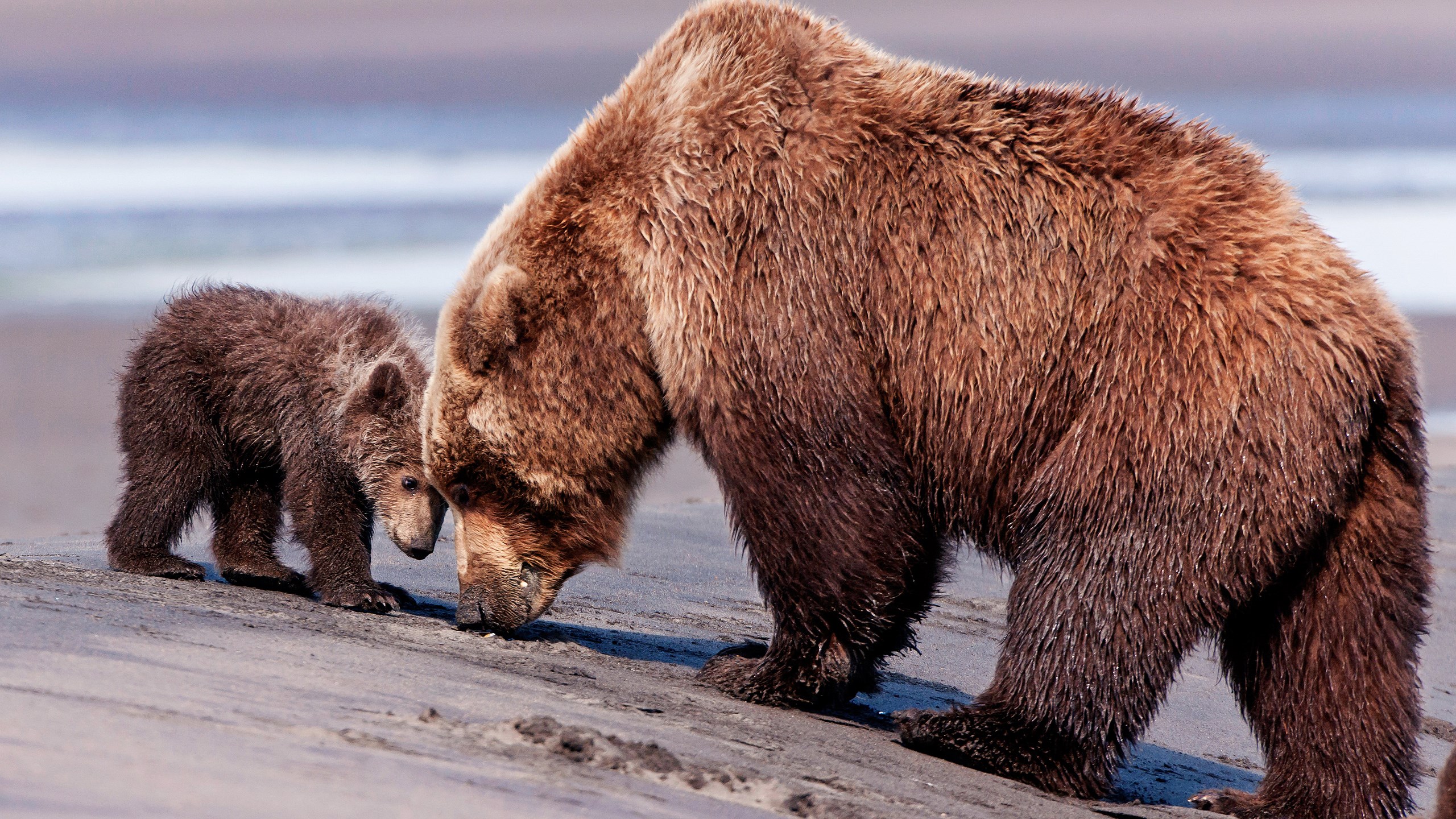 Mother bear and cub on a sandy shore HD Wallpaper