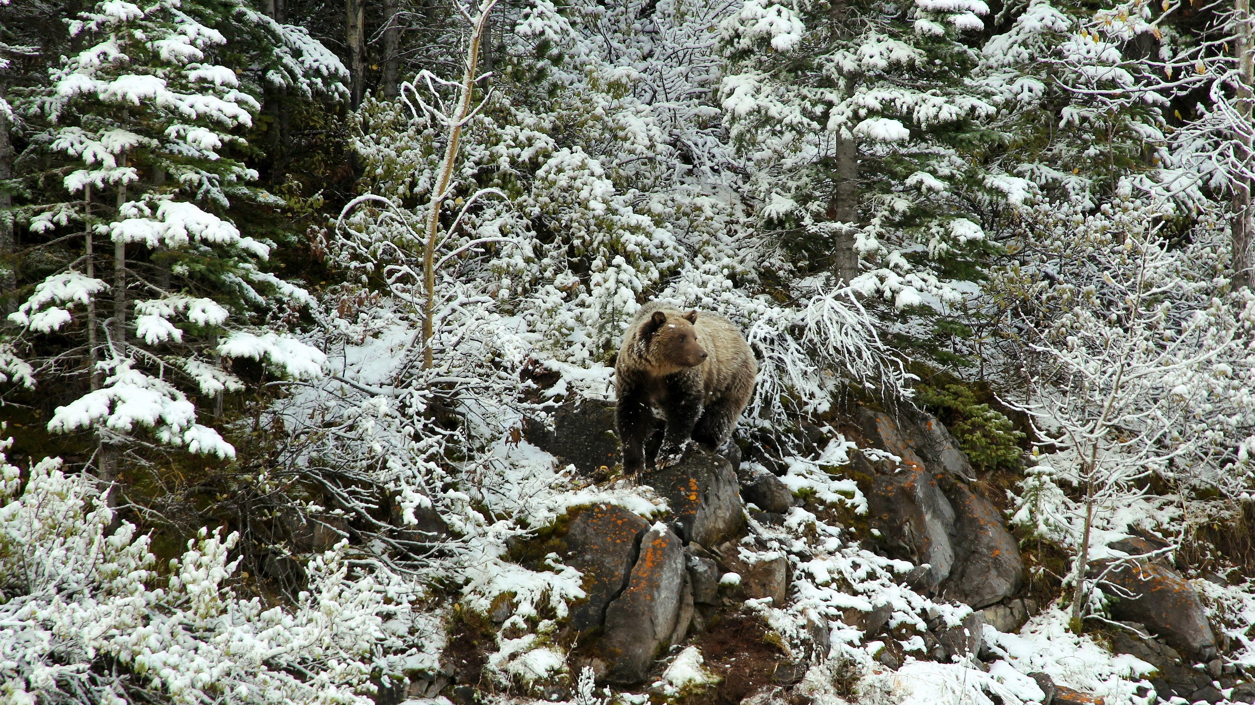 A brown bear stands on rocks in a snowy forest. HD Wallpaper