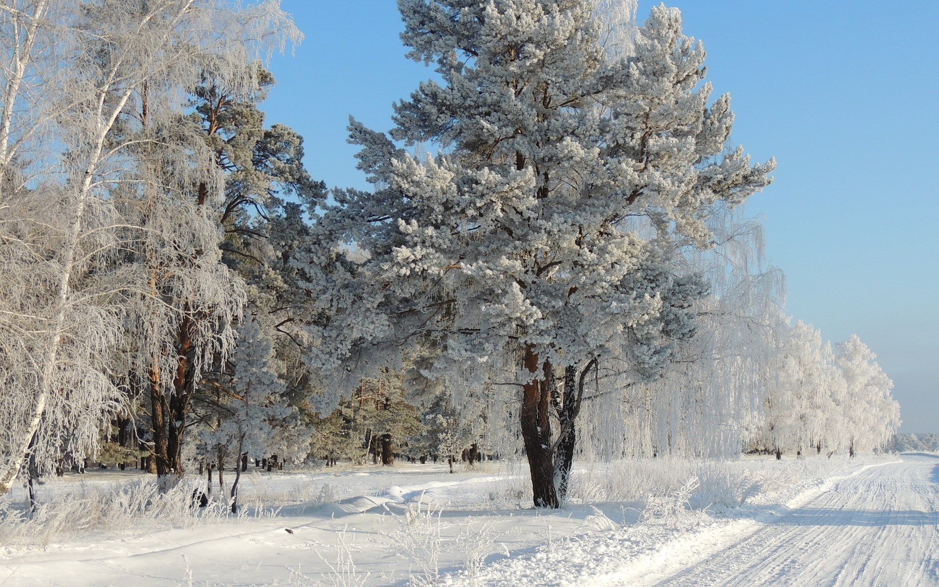 Snow-covered trees and a winter road HD Wallpaper