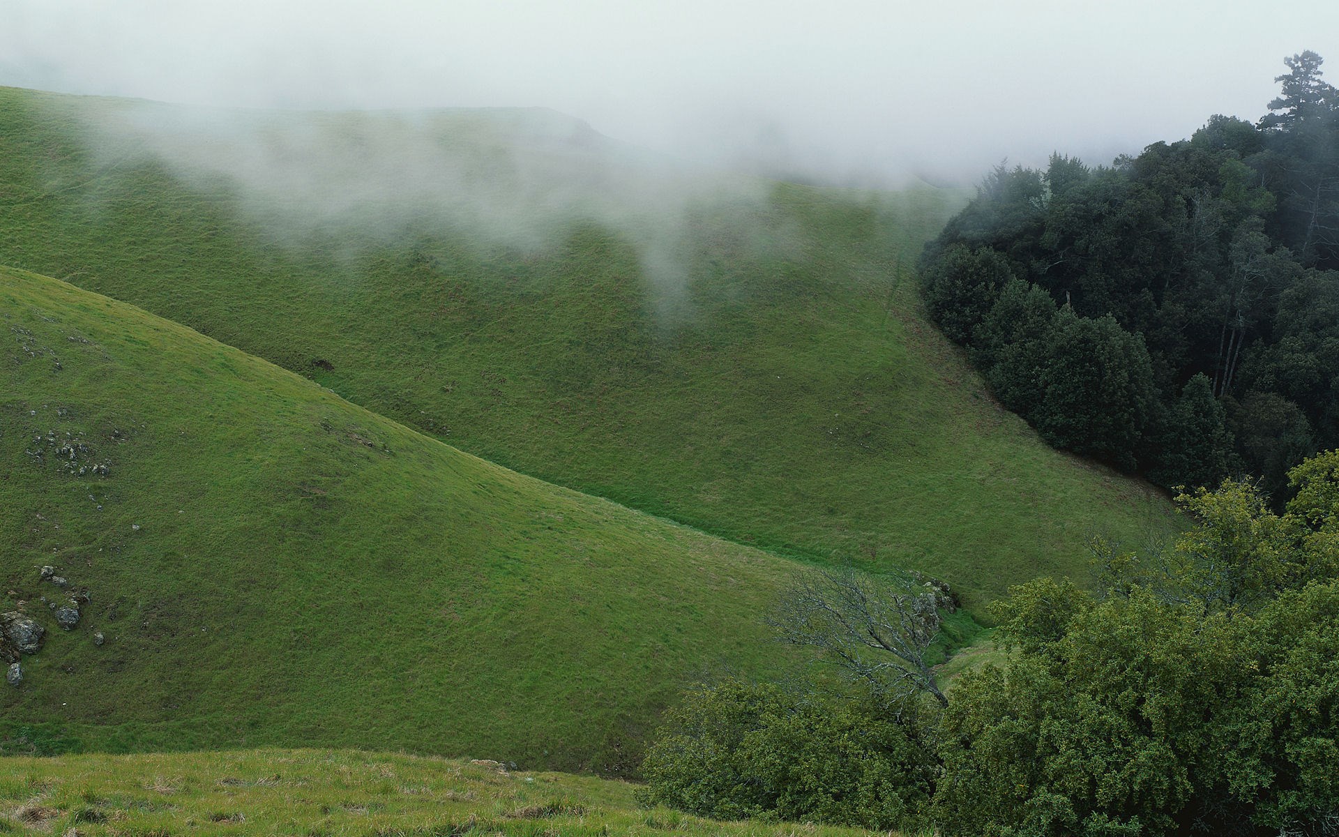 Misty green hills with a forest edge HD Wallpaper