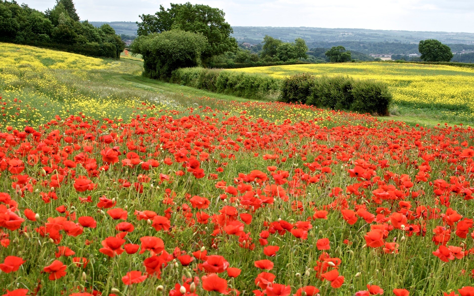 Field of red poppies and yellow flowers with rolling hills HD Wallpaper
