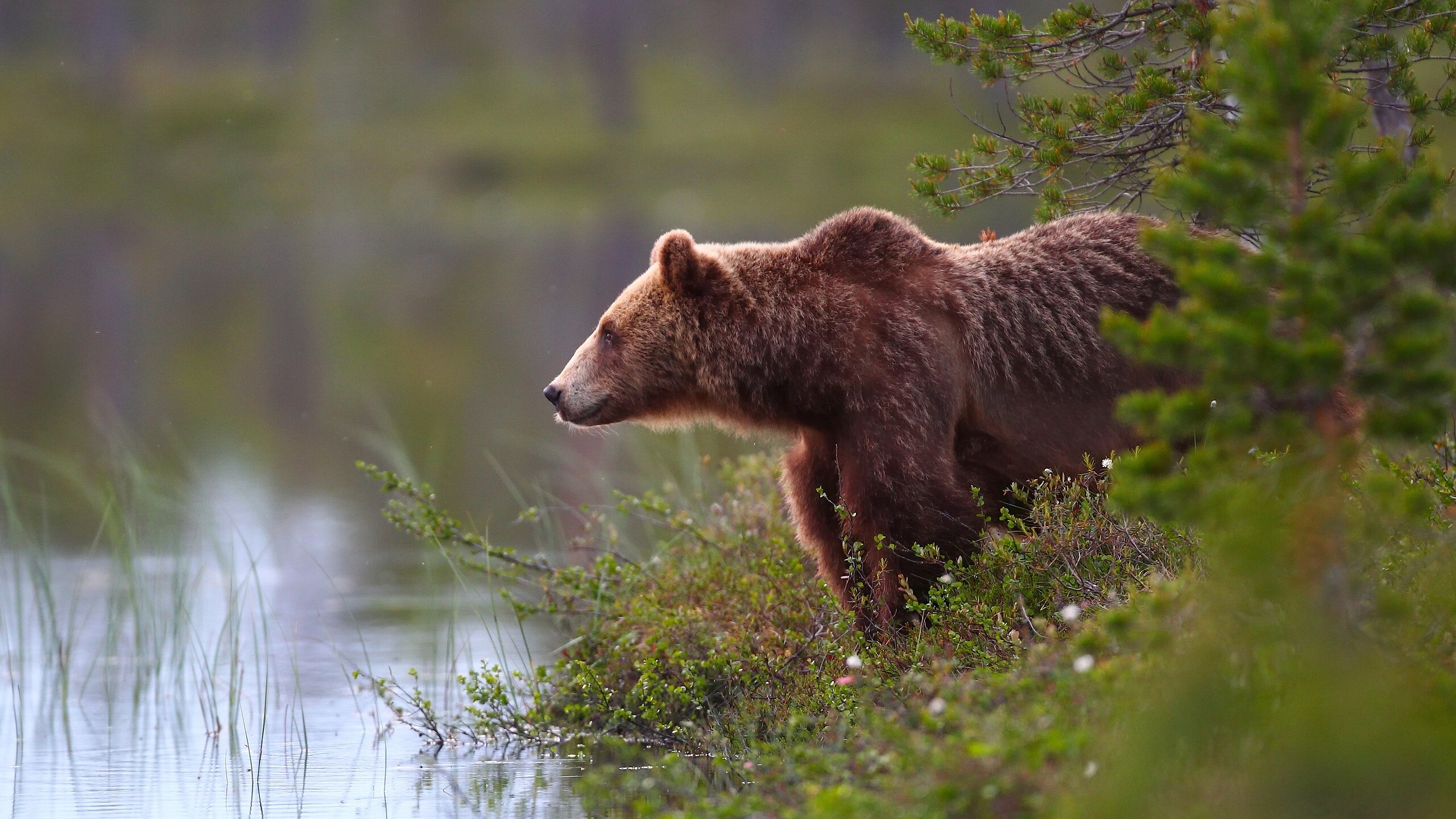 Brown bear by a lake in a forest HD Wallpaper