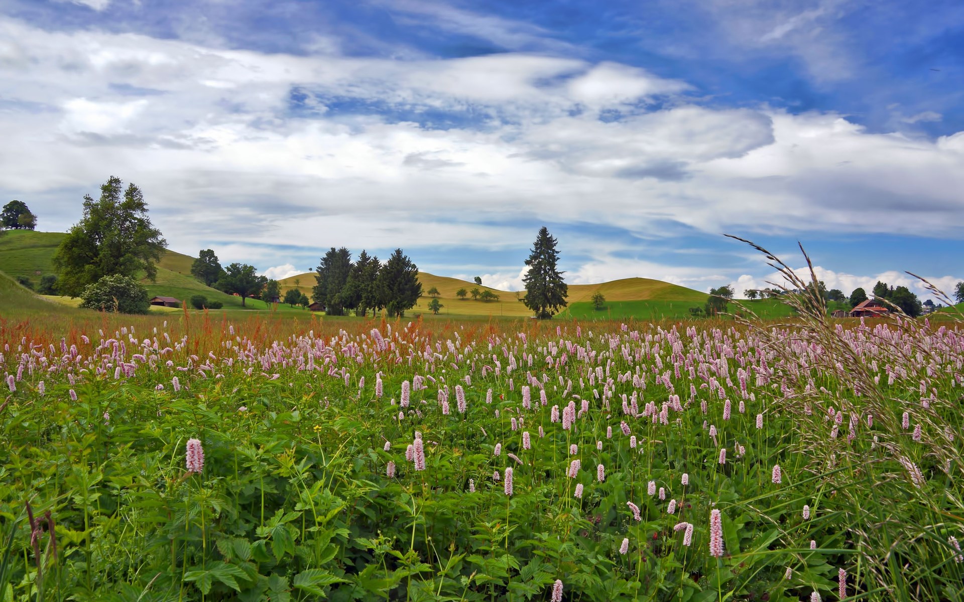 Field of pink flowers and rolling hills under a cloudy sky HD Wallpaper