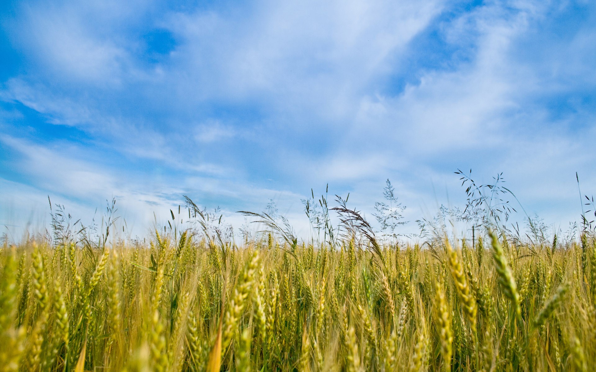 Wheat field under a blue sky with clouds HD Wallpaper