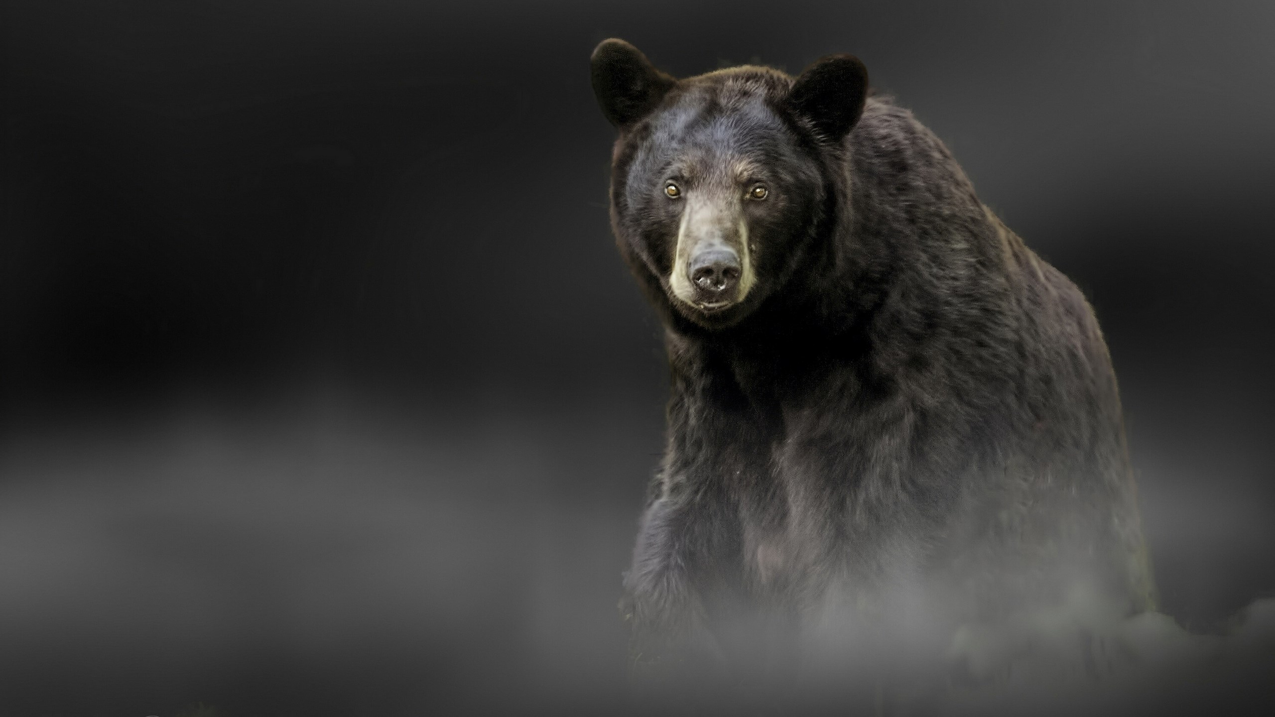 Black bear in fog HD Wallpaper