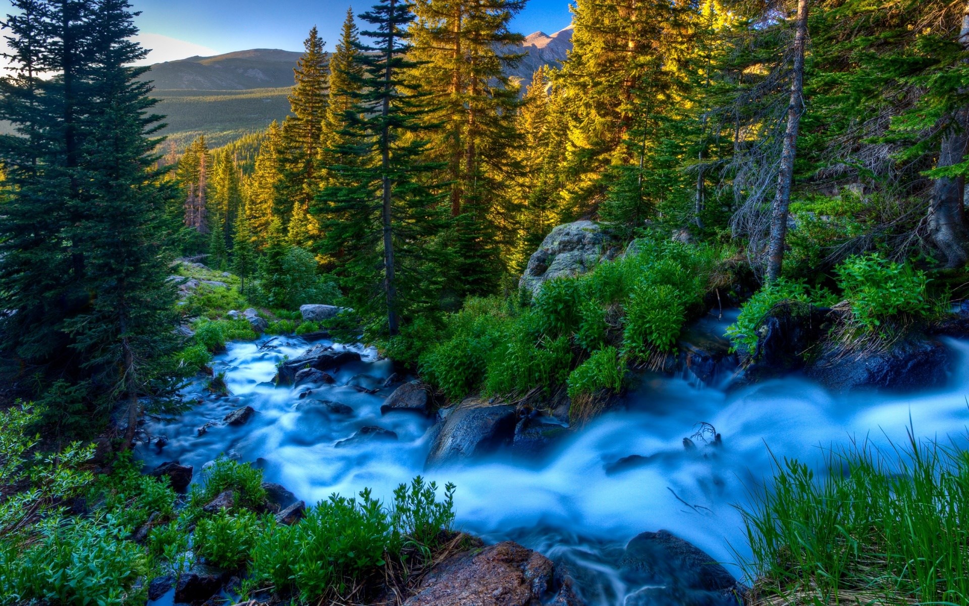 Mountain stream flowing through a pine forest HD Wallpaper