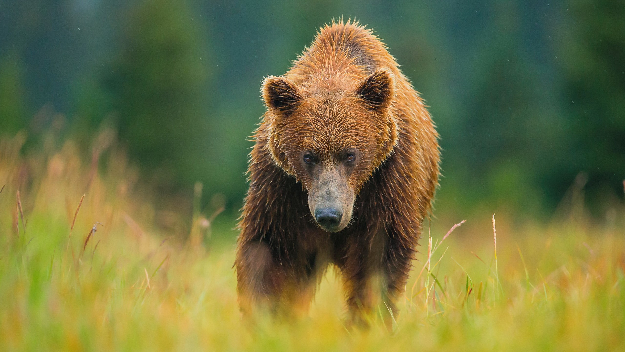 Brown bear walking in a grassy field HD Wallpaper