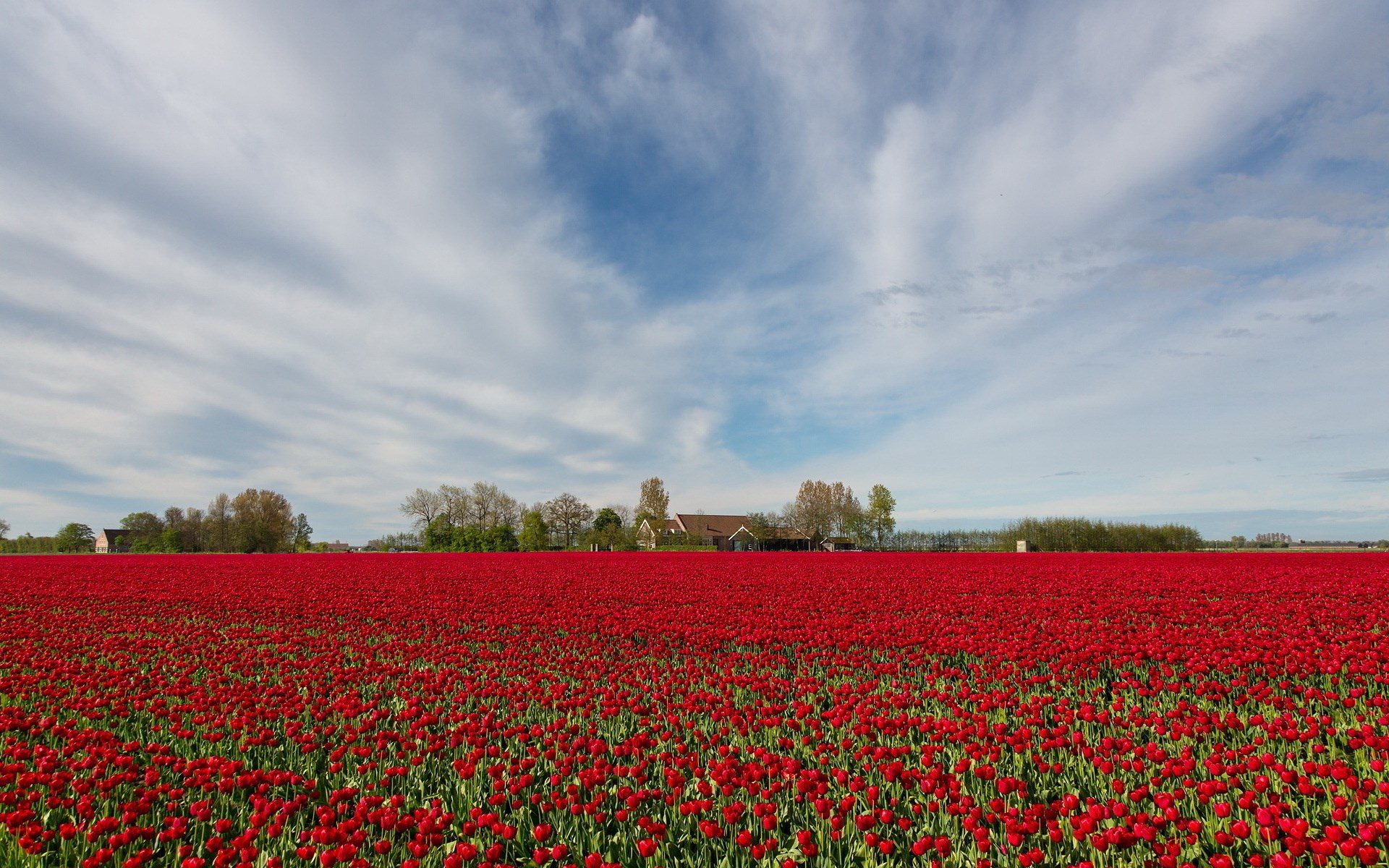 Field of red tulips with houses and trees under a cloudy sky HD Wallpaper