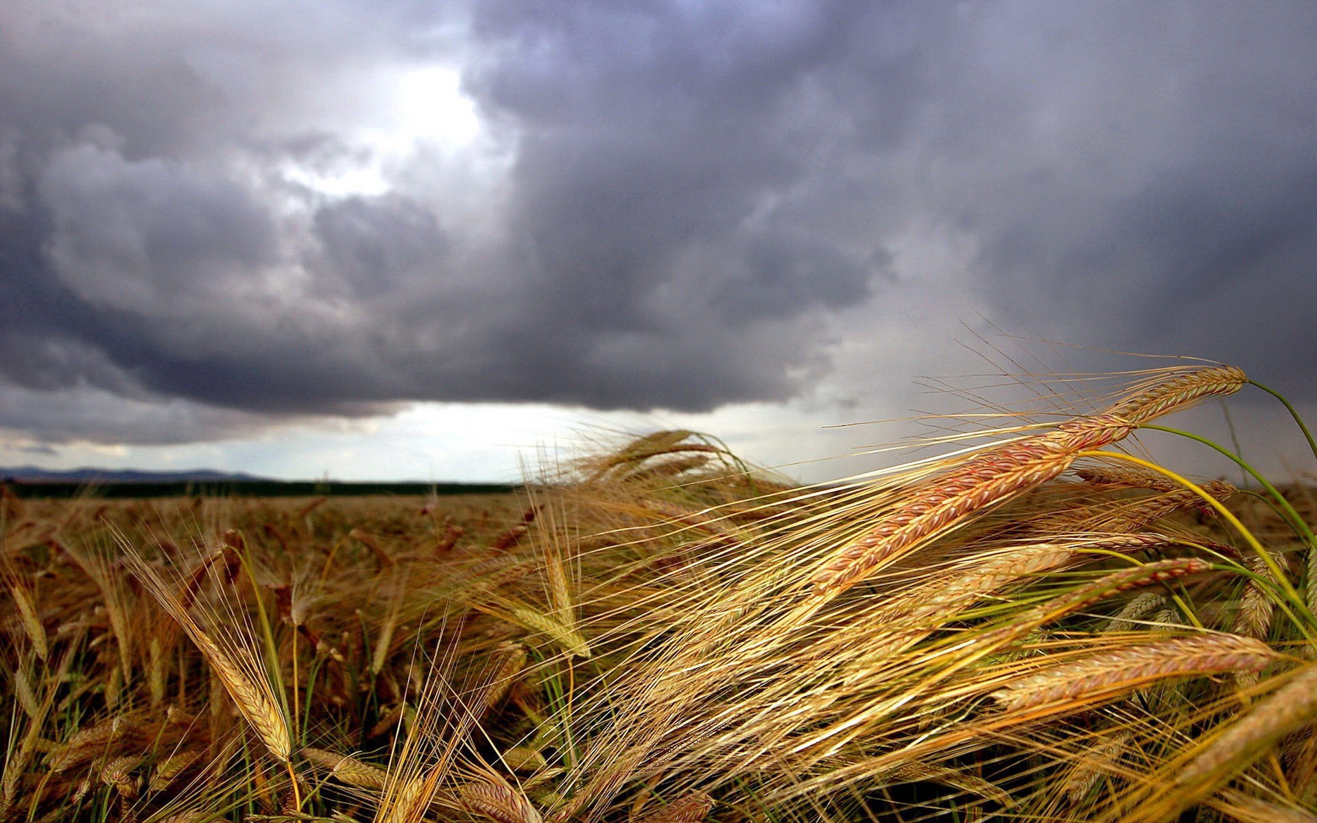 Wheat field under stormy clouds HD Wallpaper