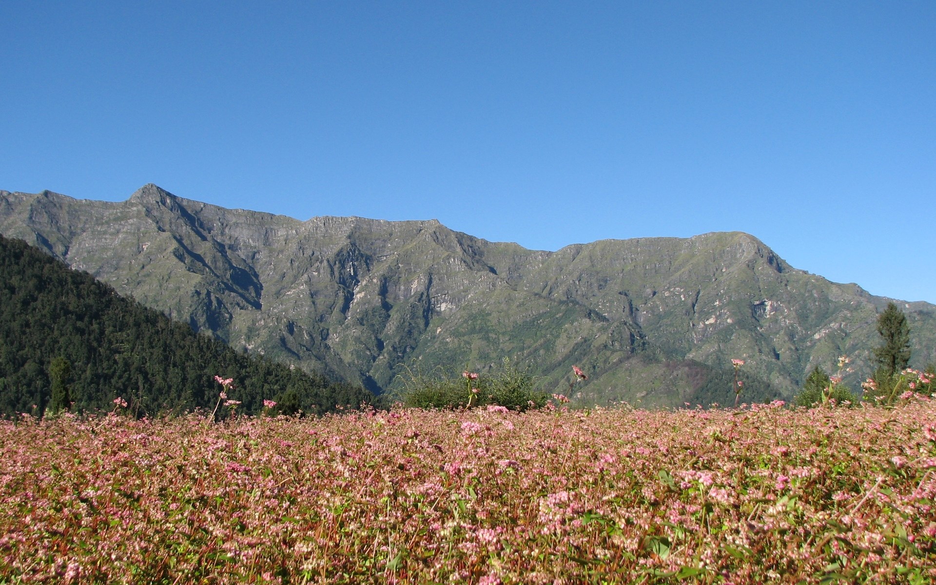 Field of pink flowers with mountains and blue sky HD Wallpaper
