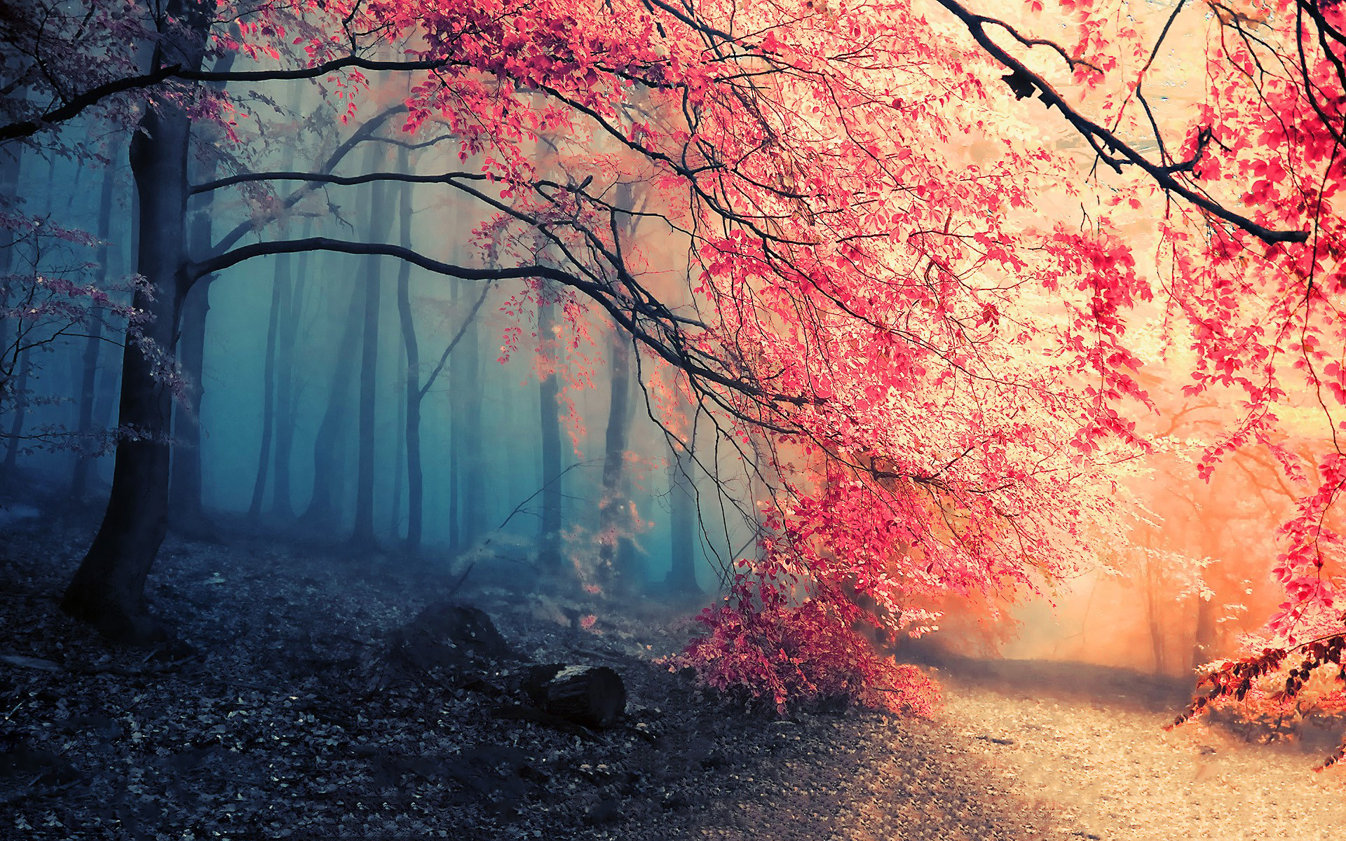 Misty forest with pink foliage and a path HD Wallpaper