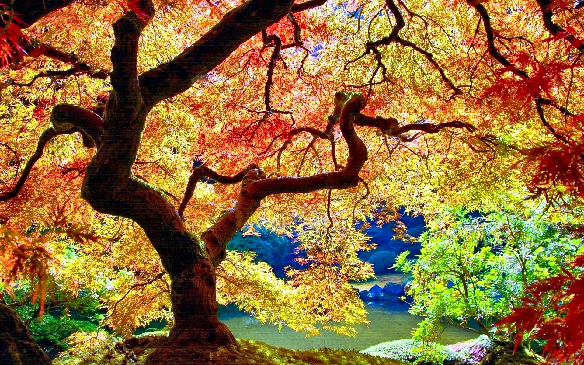 Colorful Japanese Maple Tree in Autumn Garden HD Wallpaper