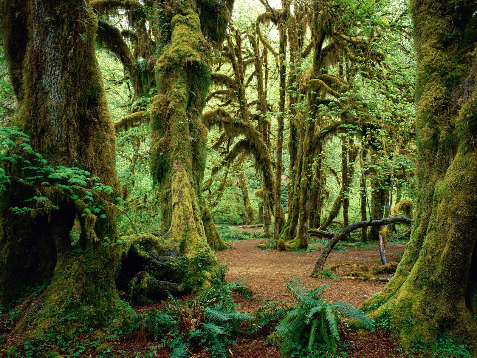 Moss-covered trees in a temperate rainforest HD Wallpaper