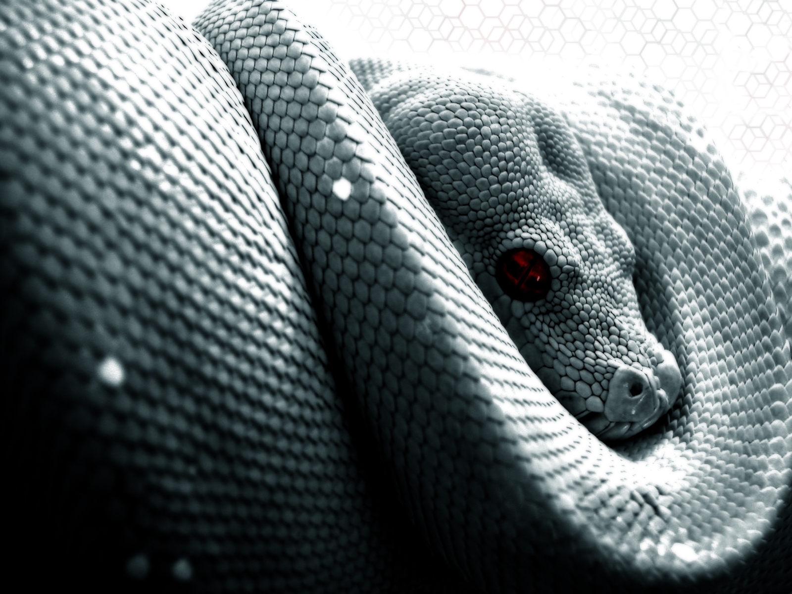 Close-up of a coiled snake with red eyes HD Wallpaper