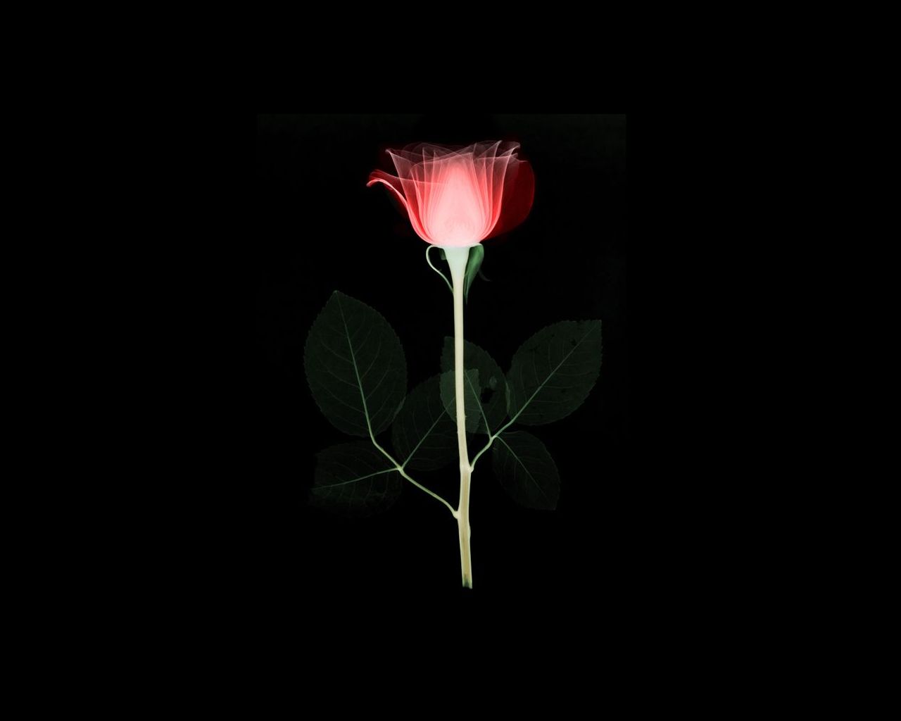 X-ray of a red rose with green leaves HD Wallpaper