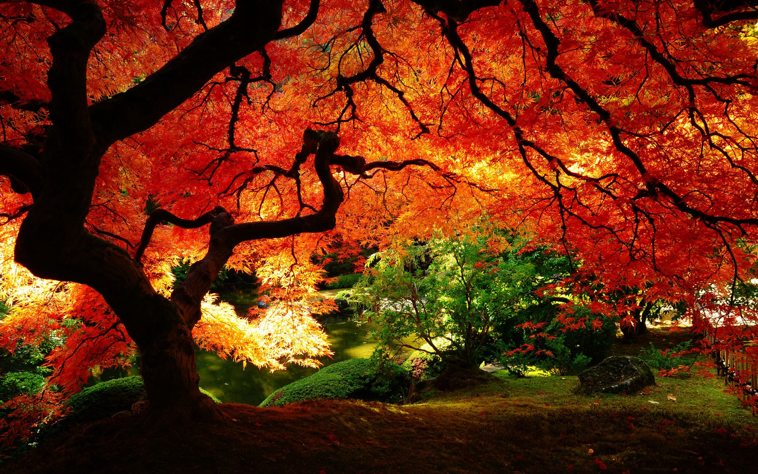 Japanese Maple Tree in Autumn Garden HD Wallpaper