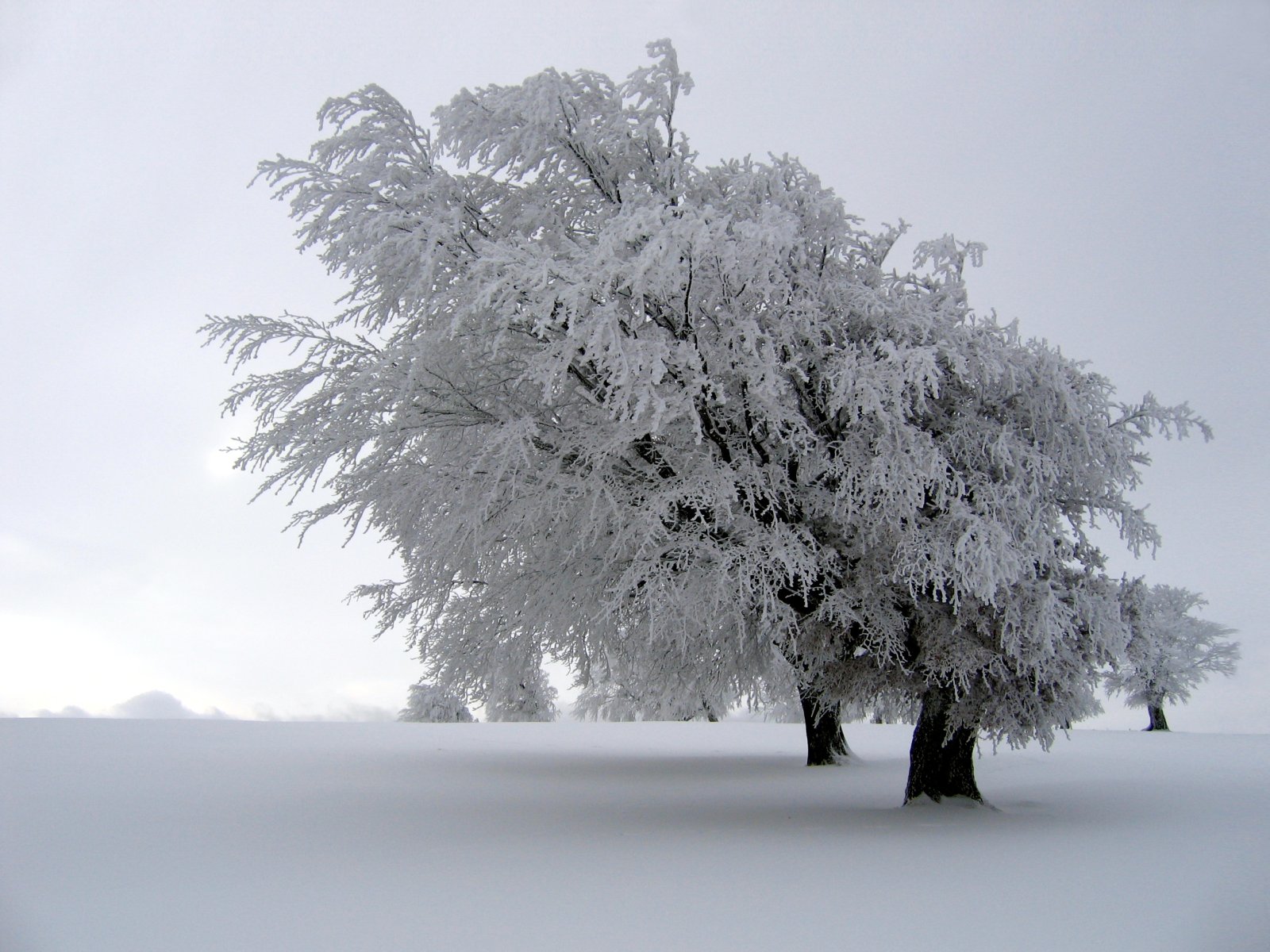 Trees covered in frost in a snowy landscape HD Wallpaper