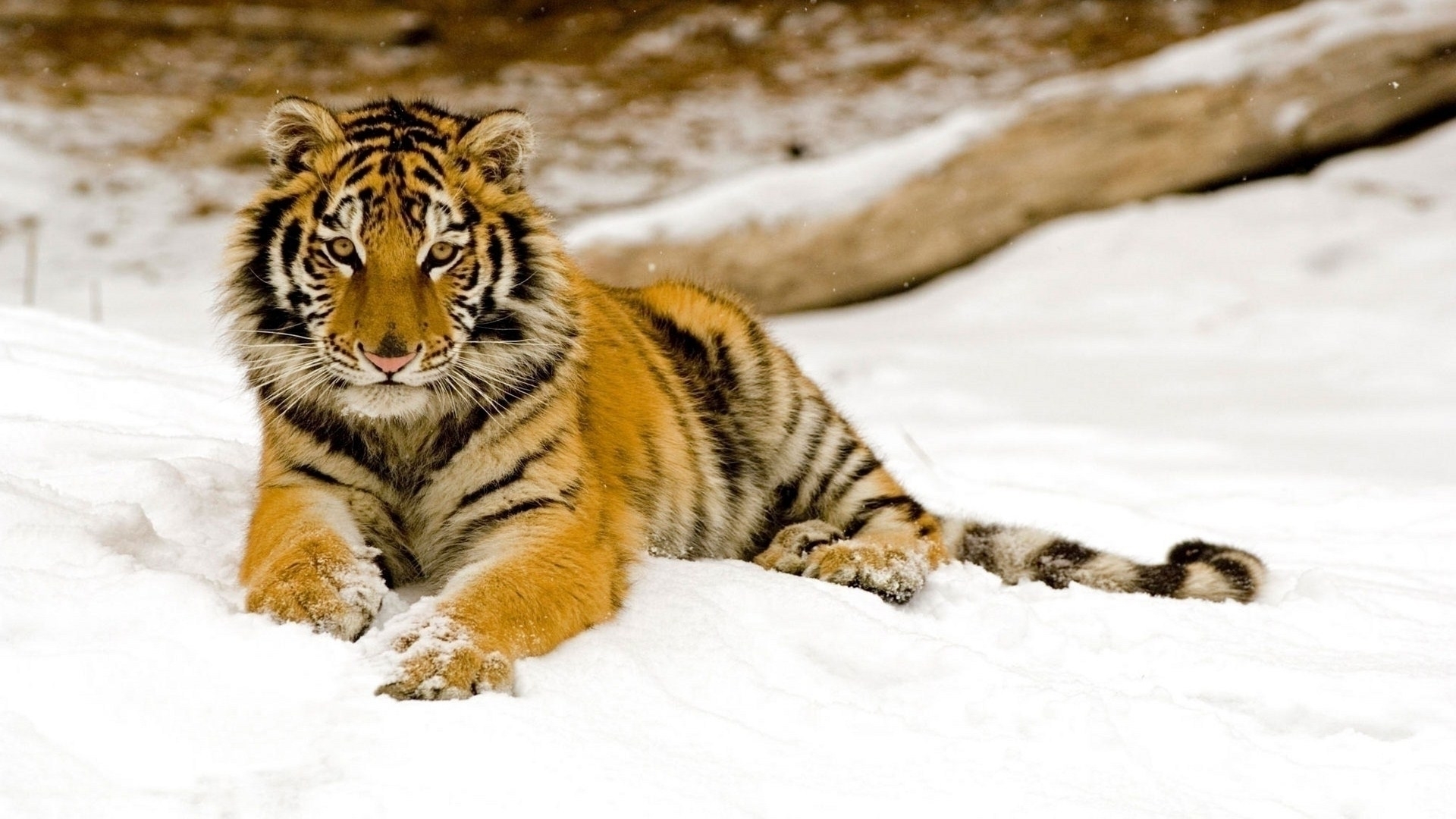 Tiger lying in the snow during winter HD Wallpaper