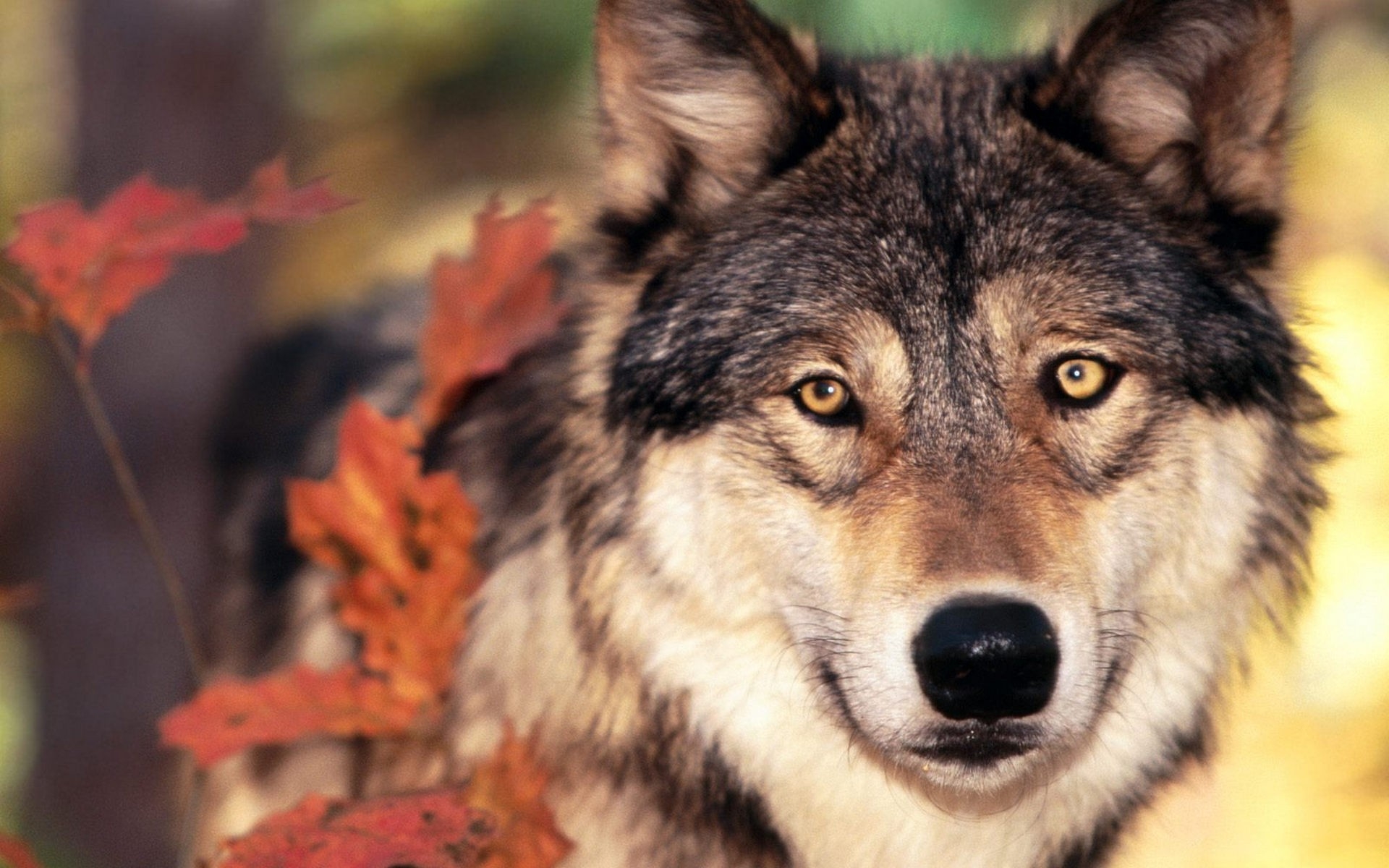 Wolf in autumn forest HD Wallpaper